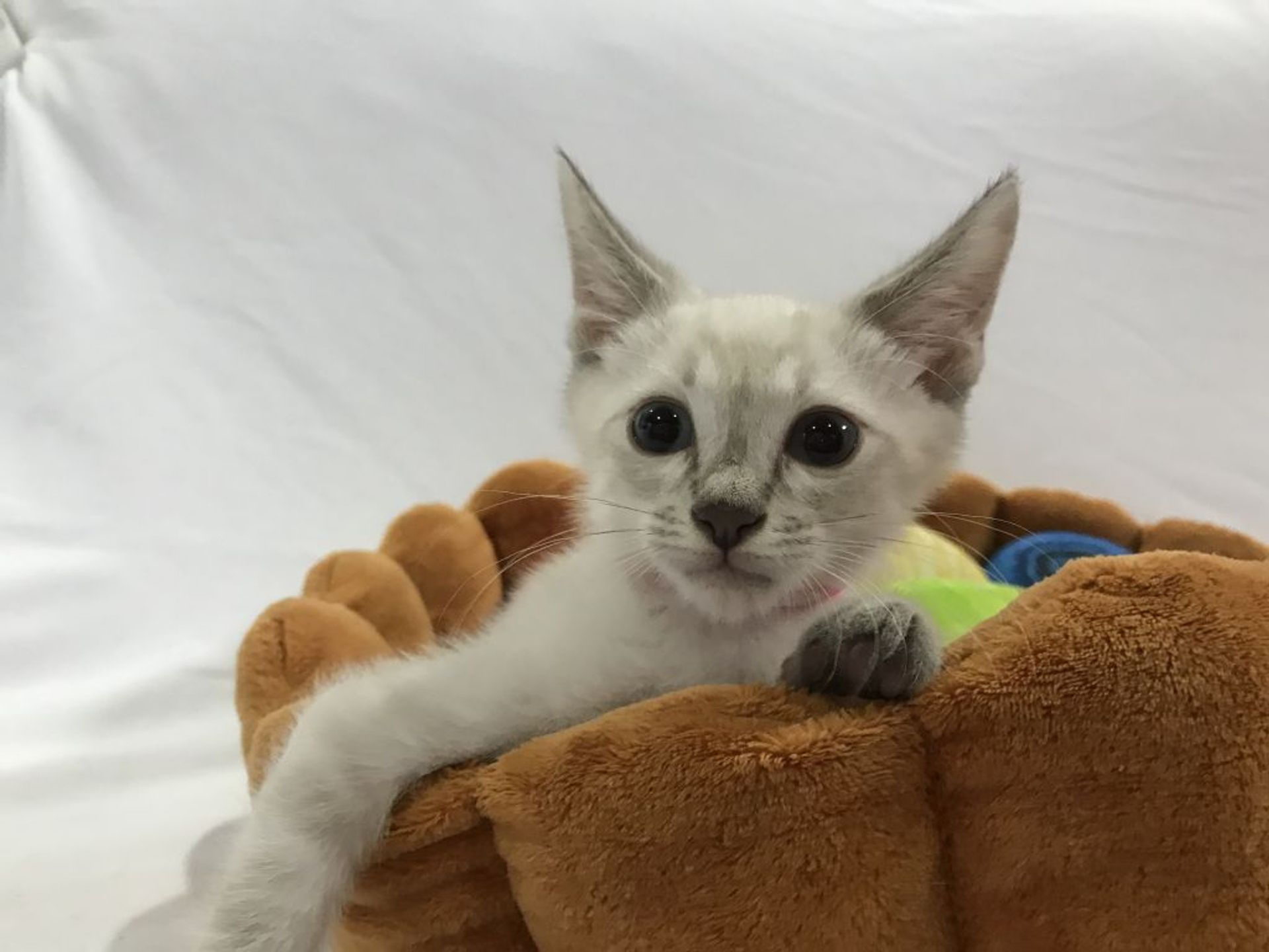 雑種（ミックス猫）・オスの里親募集の写真