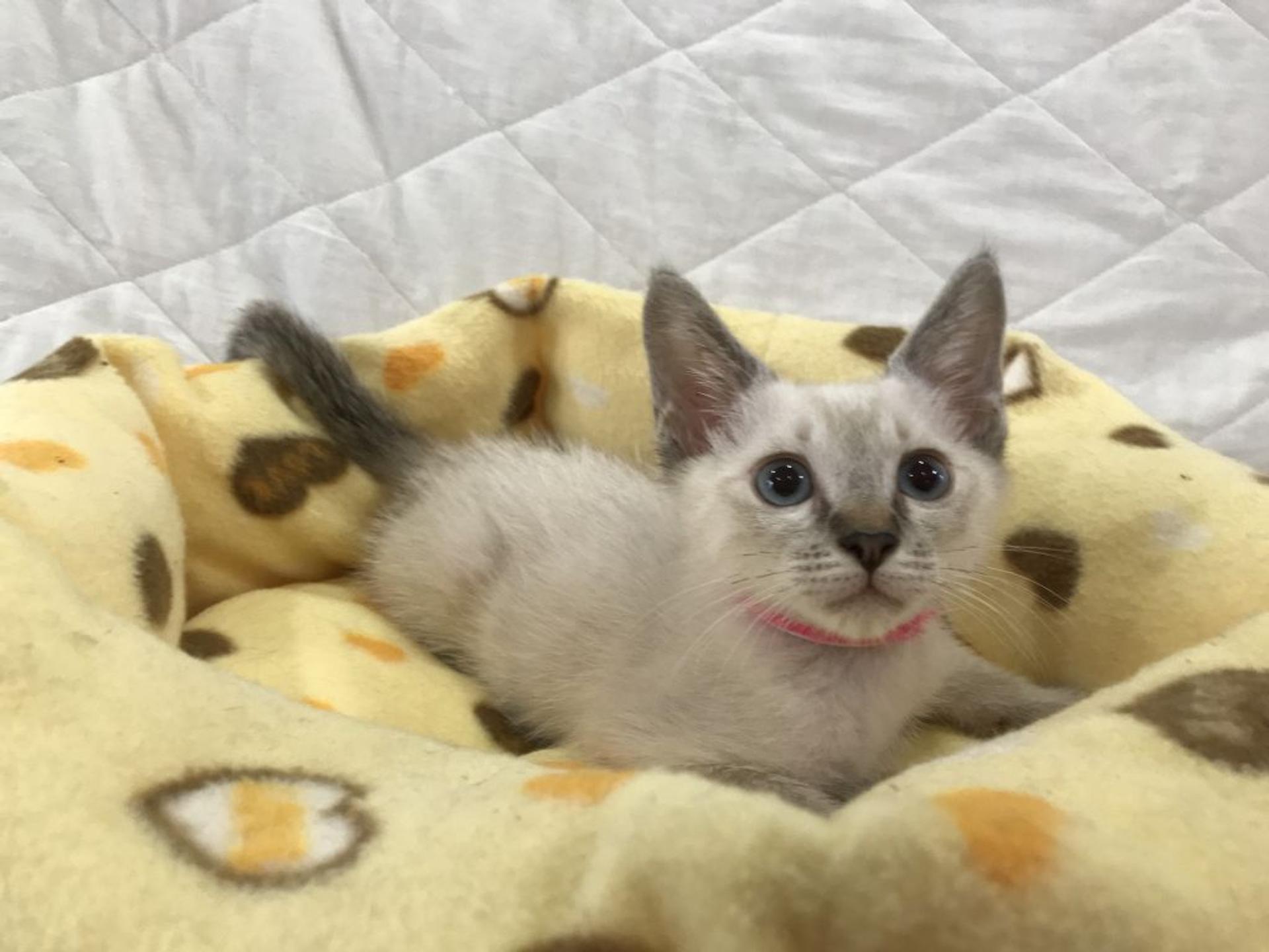 pet-image-4
