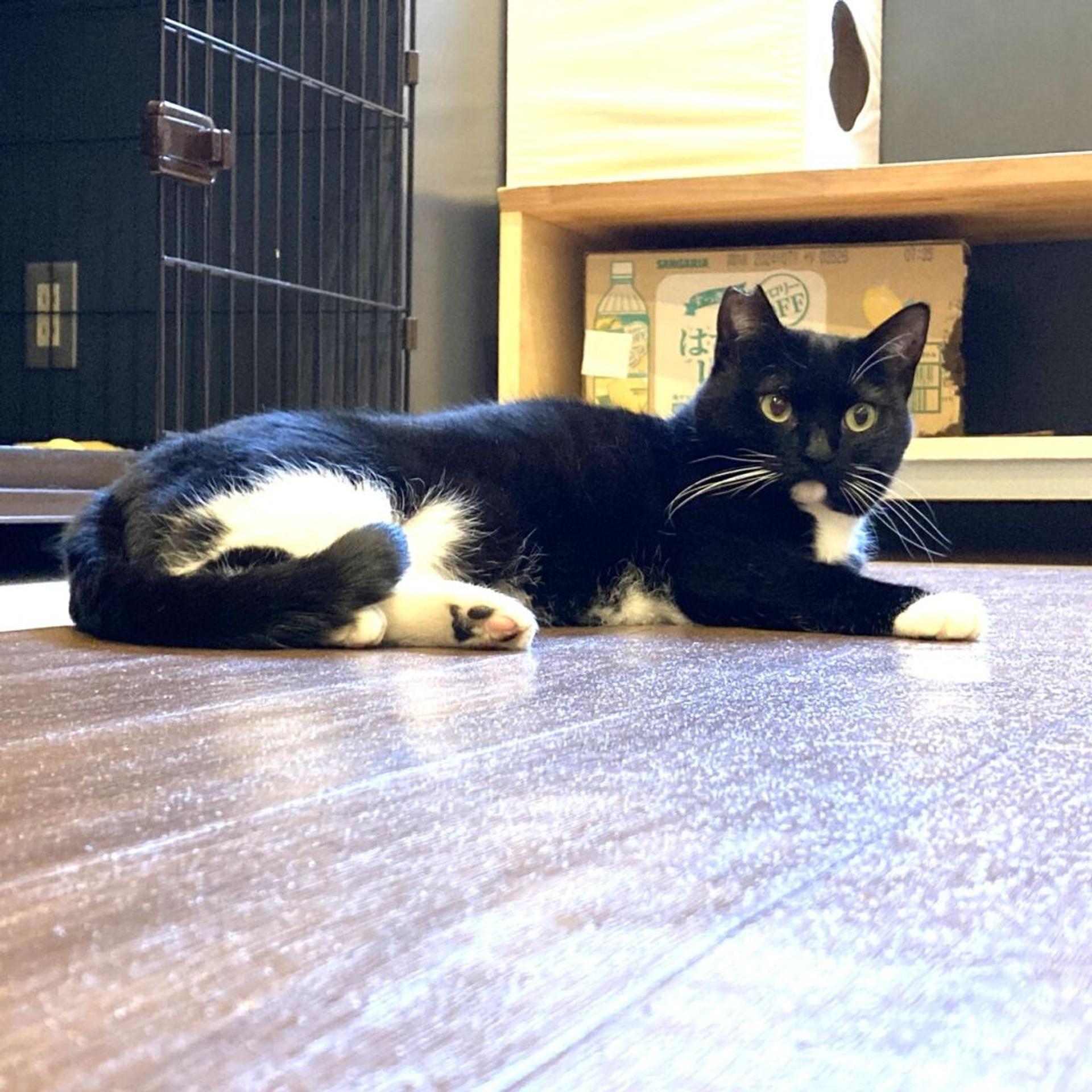 pet-image-2