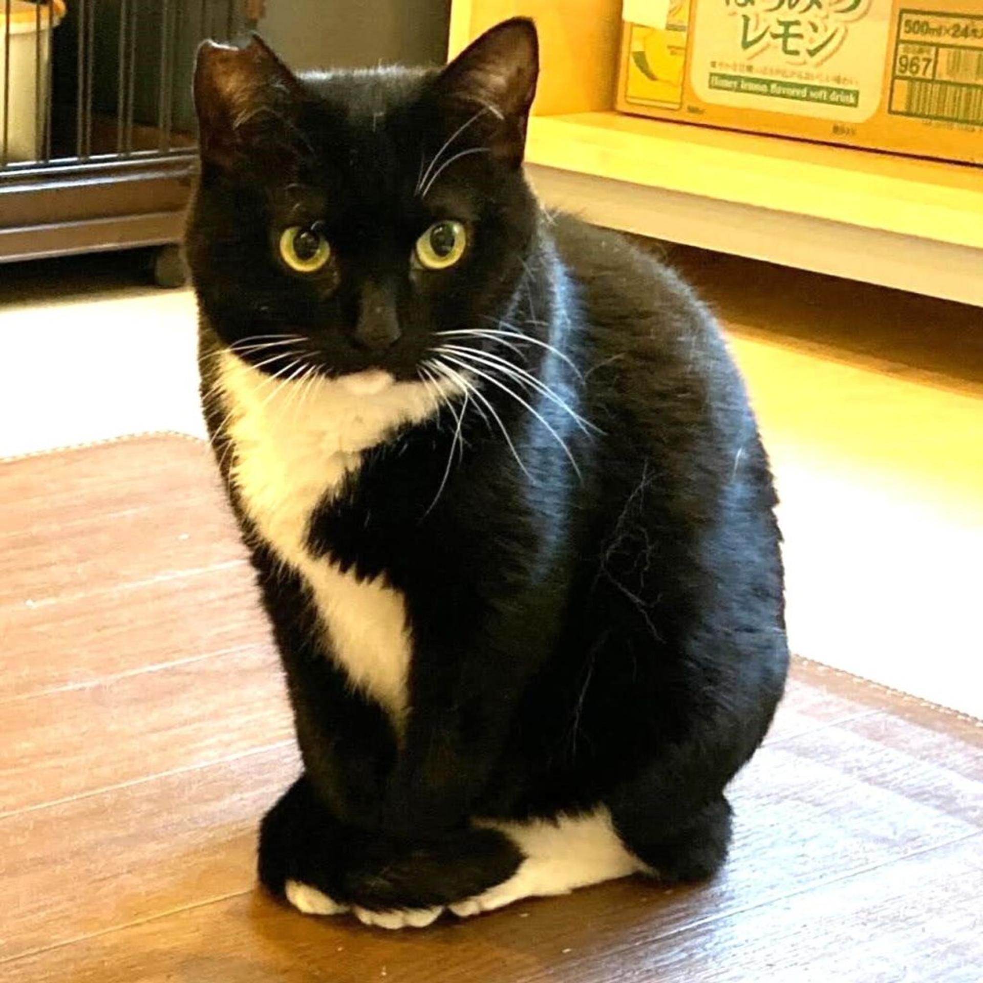 pet-image-3