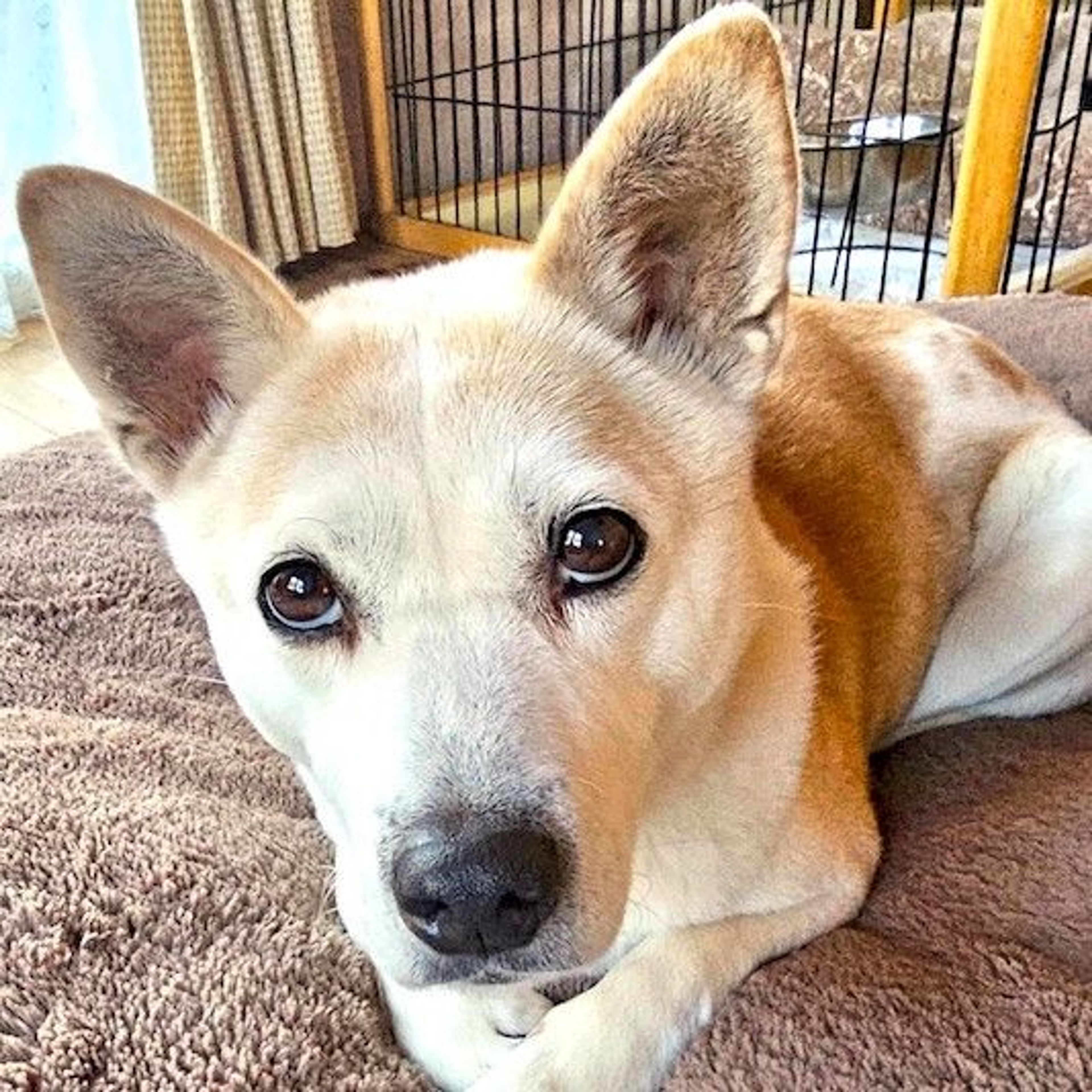 雑種（ミックス犬）・メスの里親募集の写真