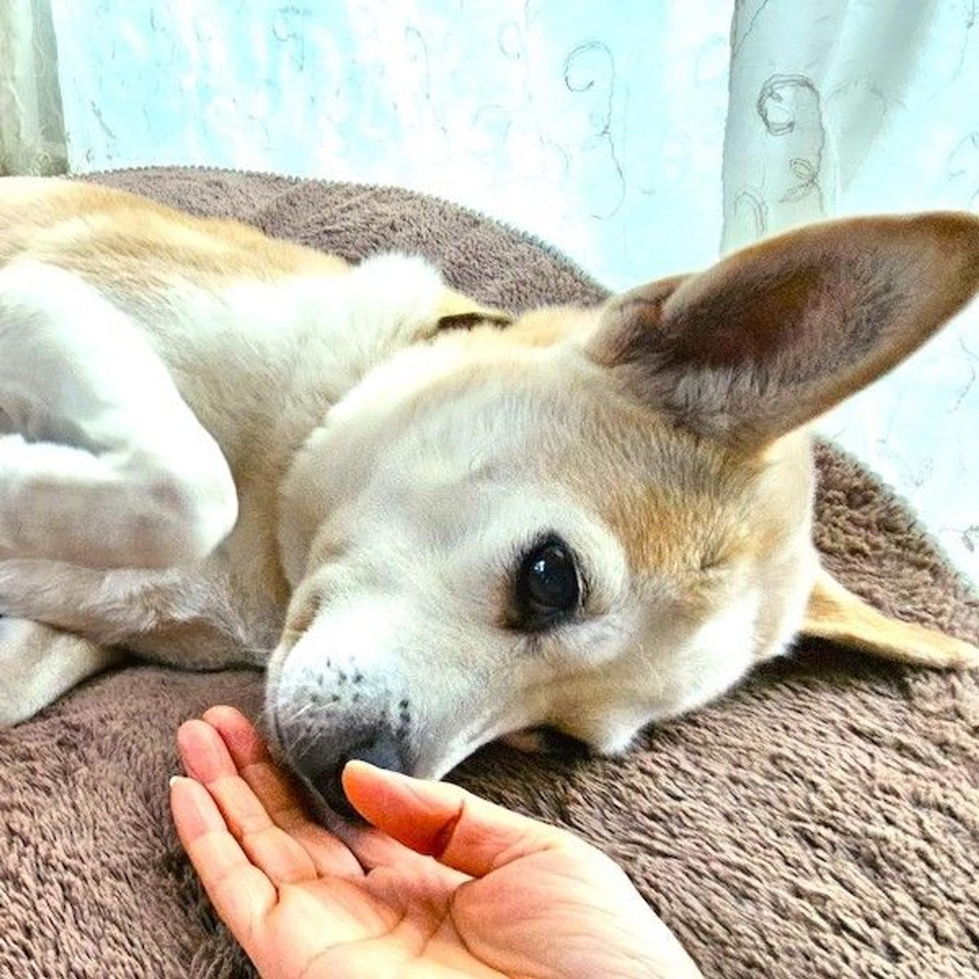pet-image-4