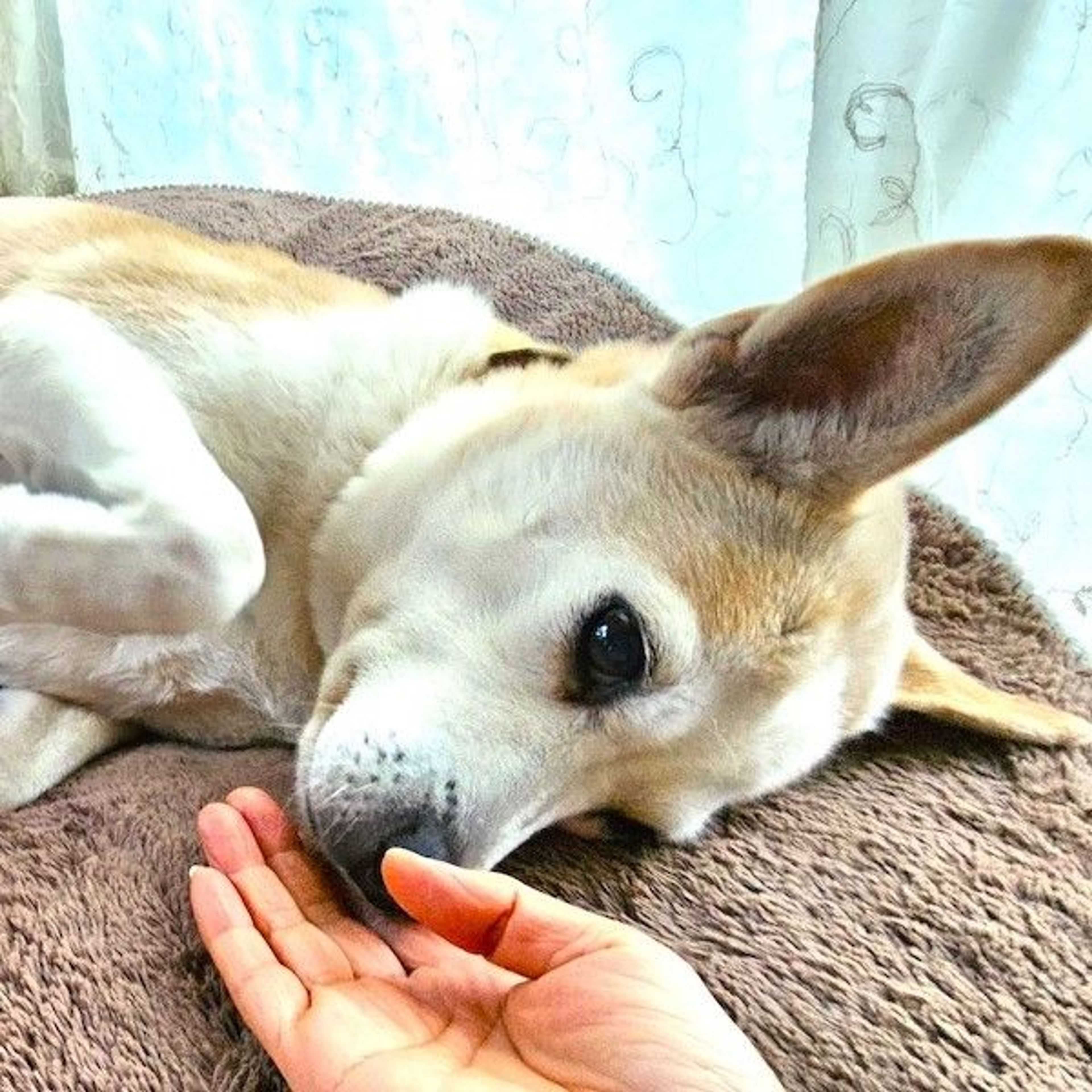 pet-image-4
