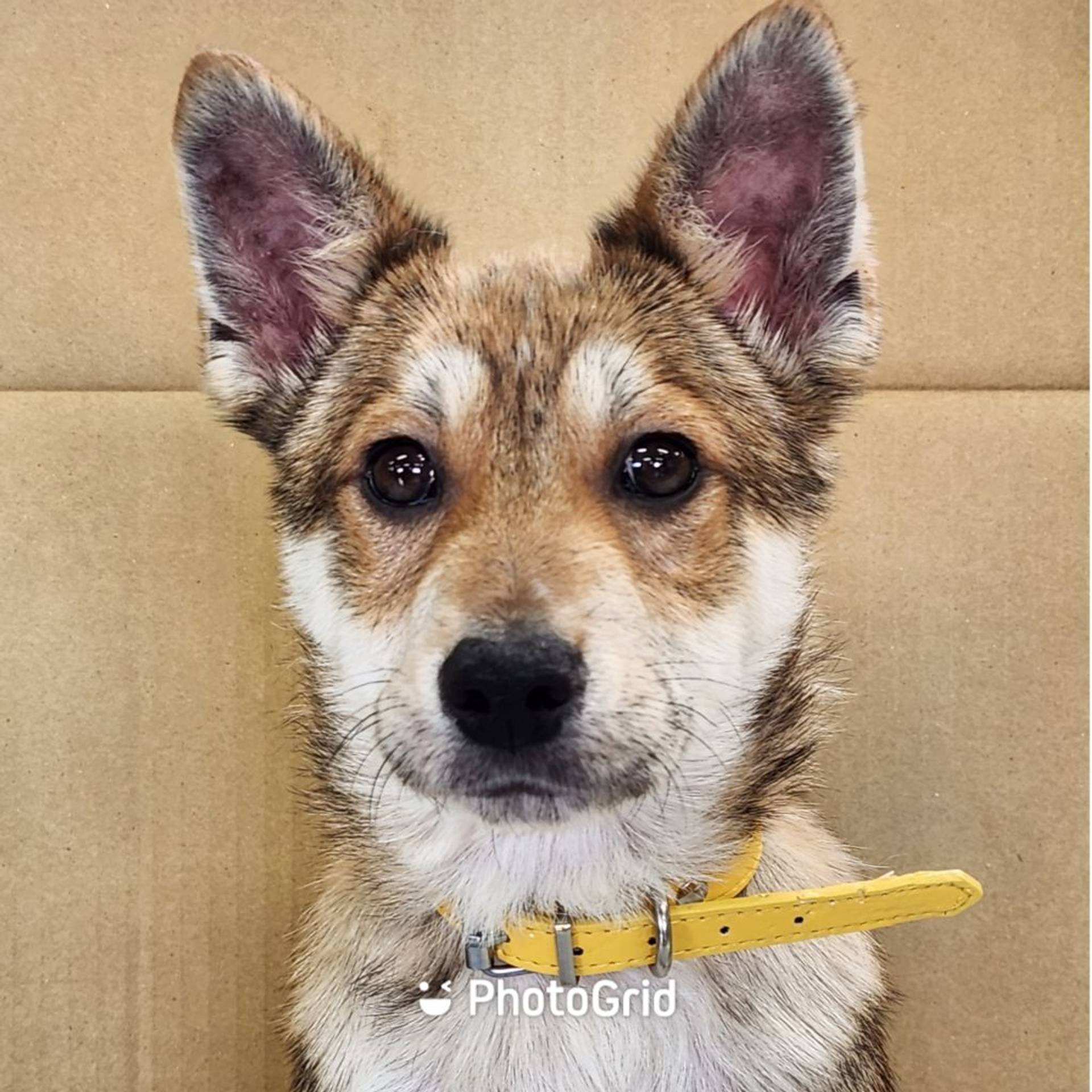 雑種（ミックス犬）・オスの里親募集の写真