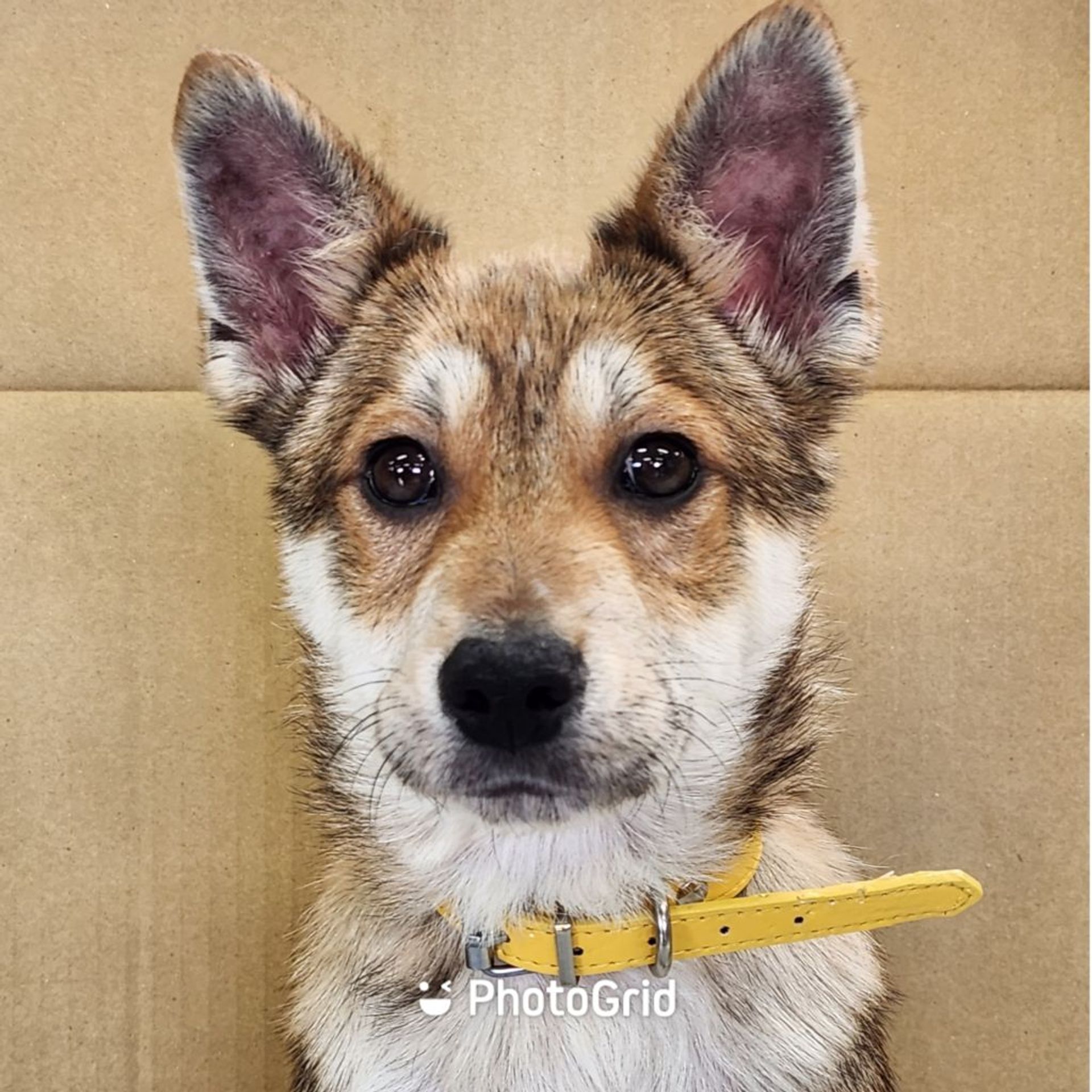 雑種（ミックス犬）・オスの里親募集の写真