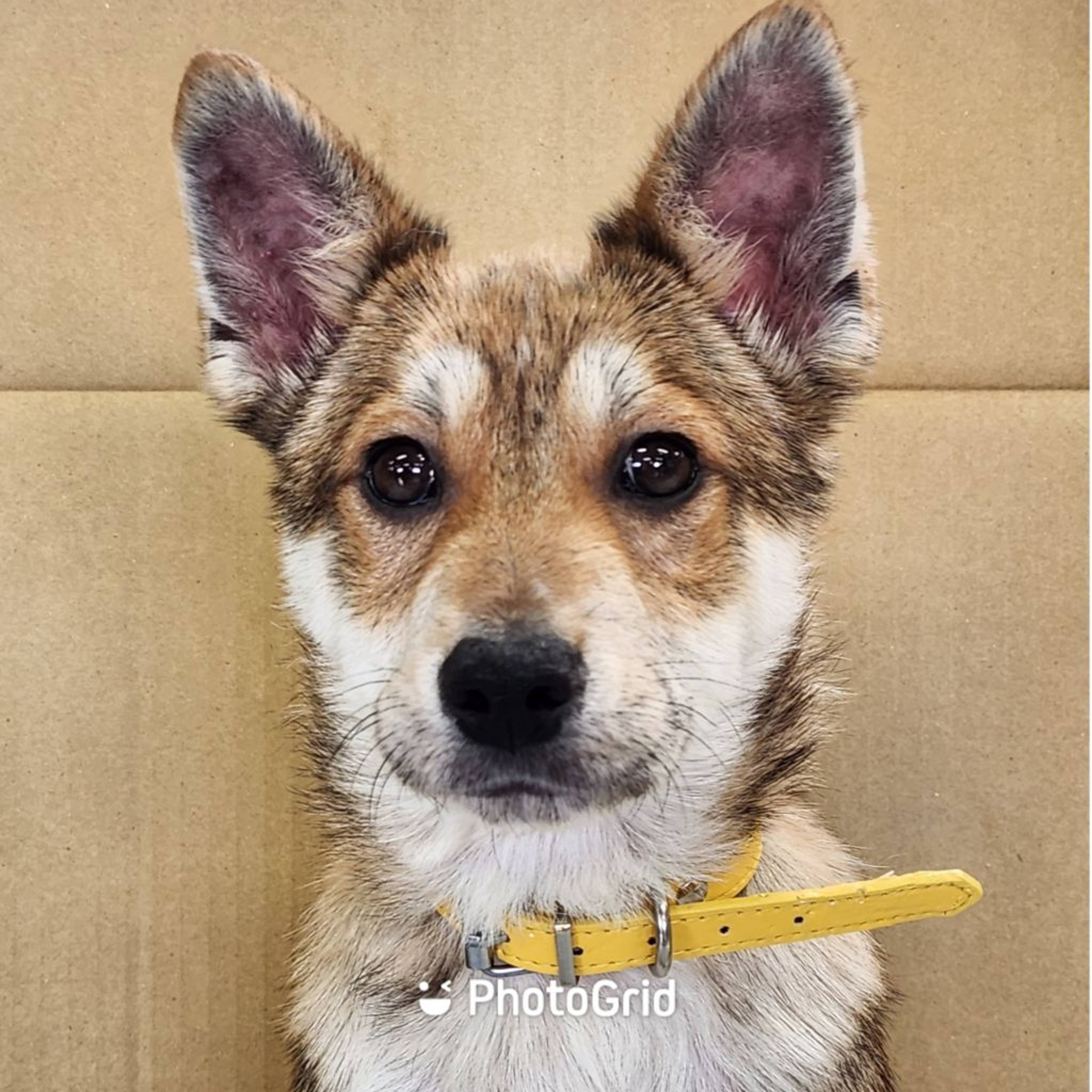 雑種（ミックス犬）・オスの里親募集の写真
