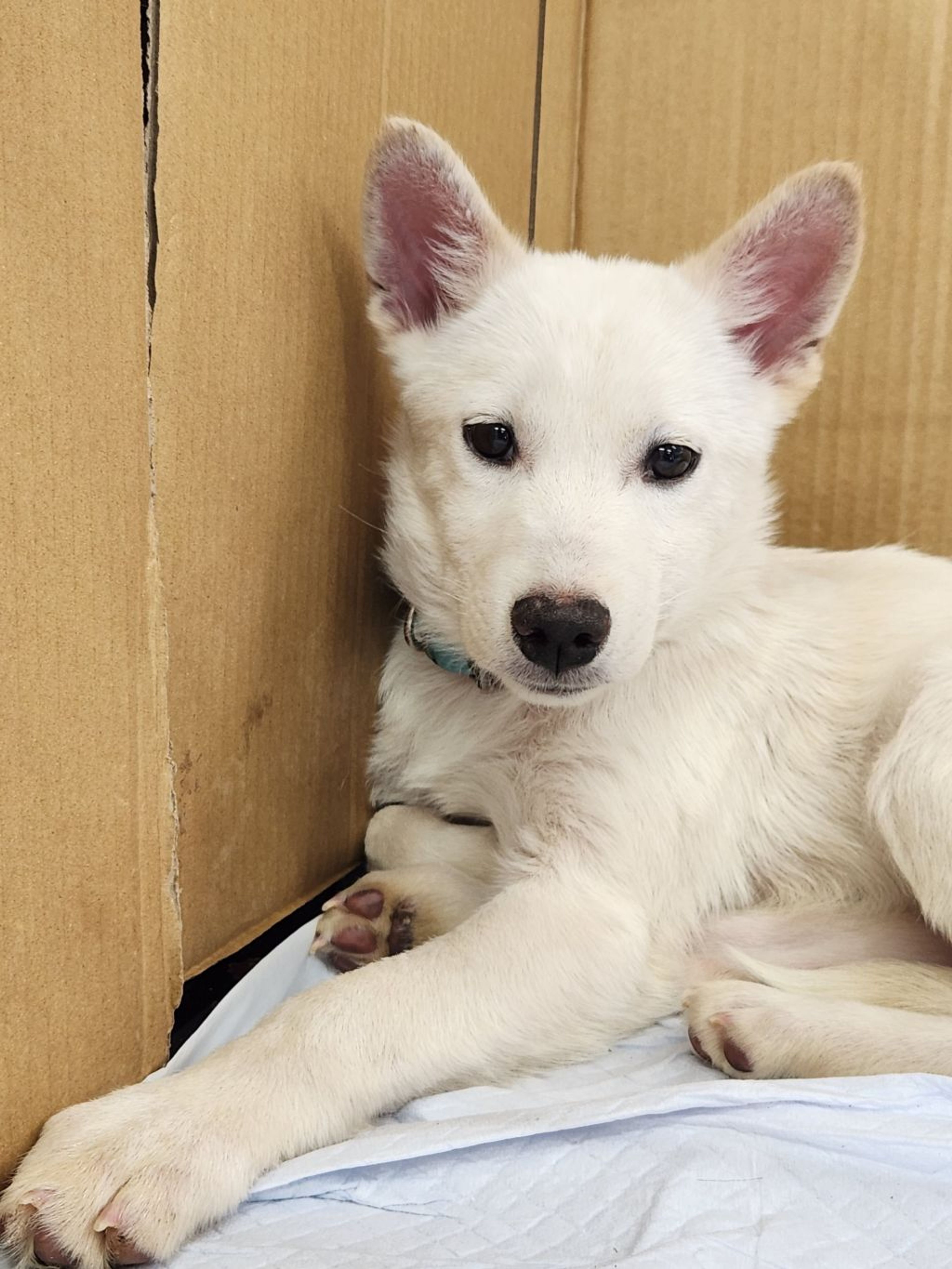雑種（ミックス犬）・オスの里親募集の写真