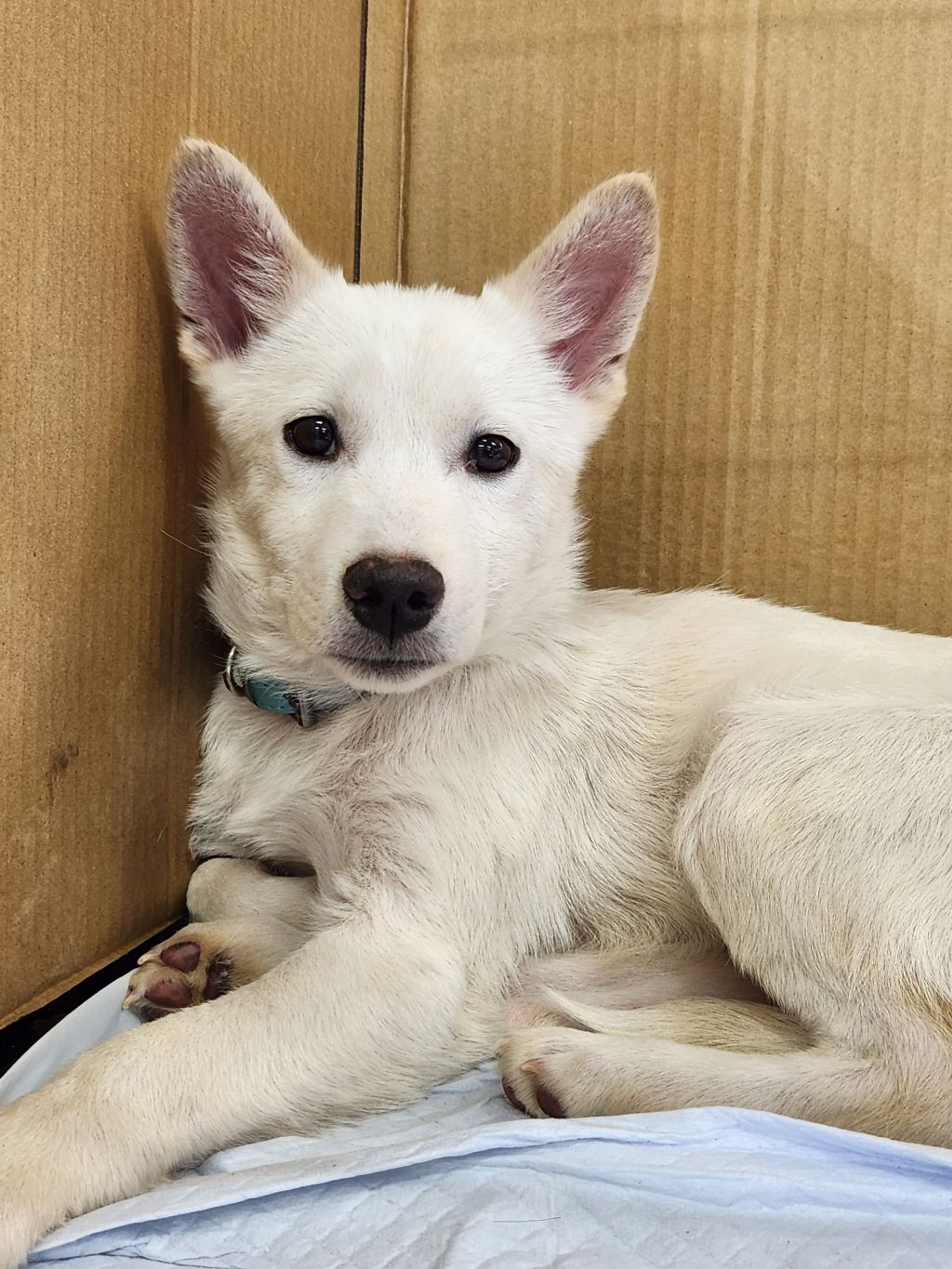 pet-image-2