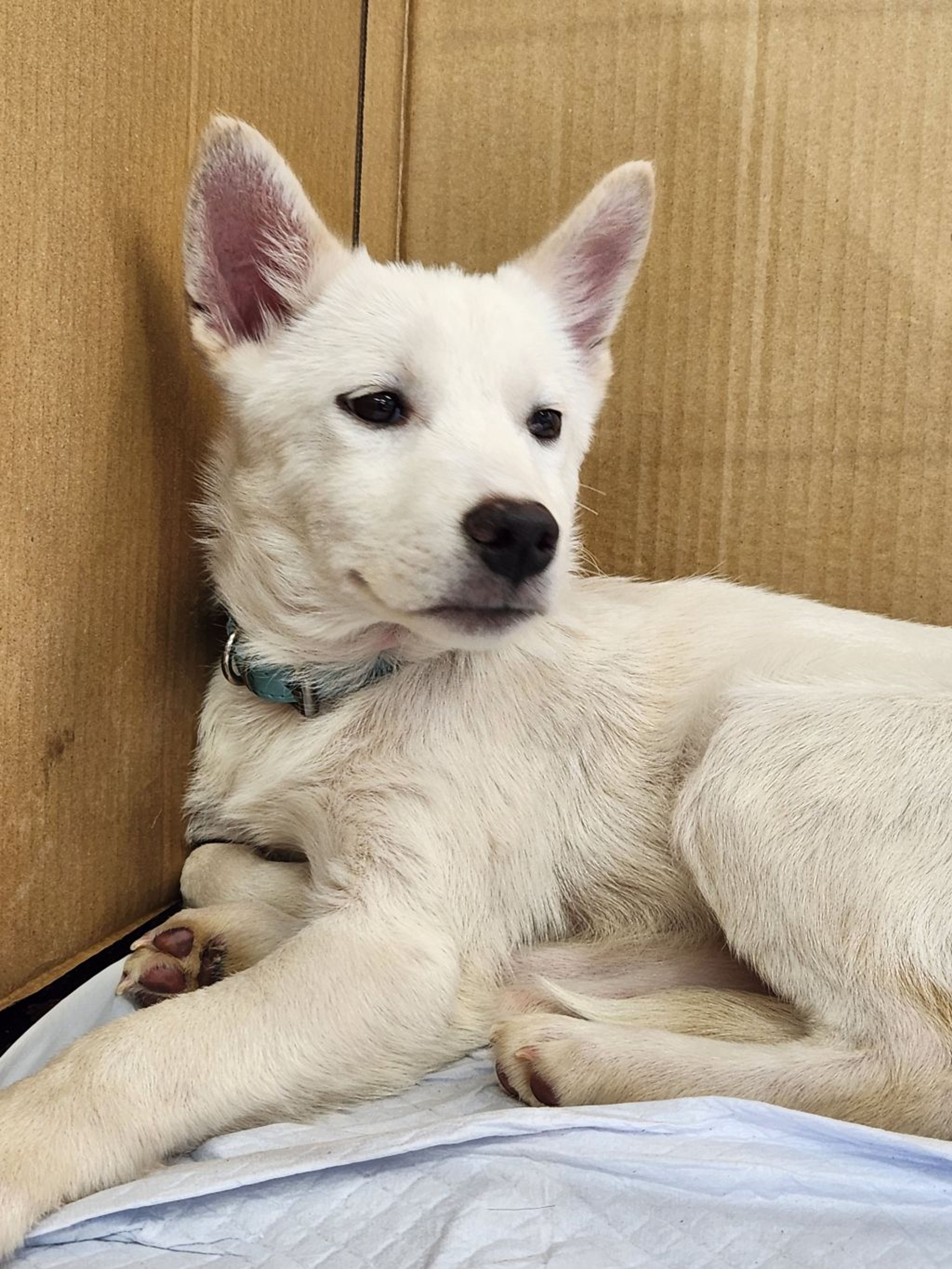 pet-image-3