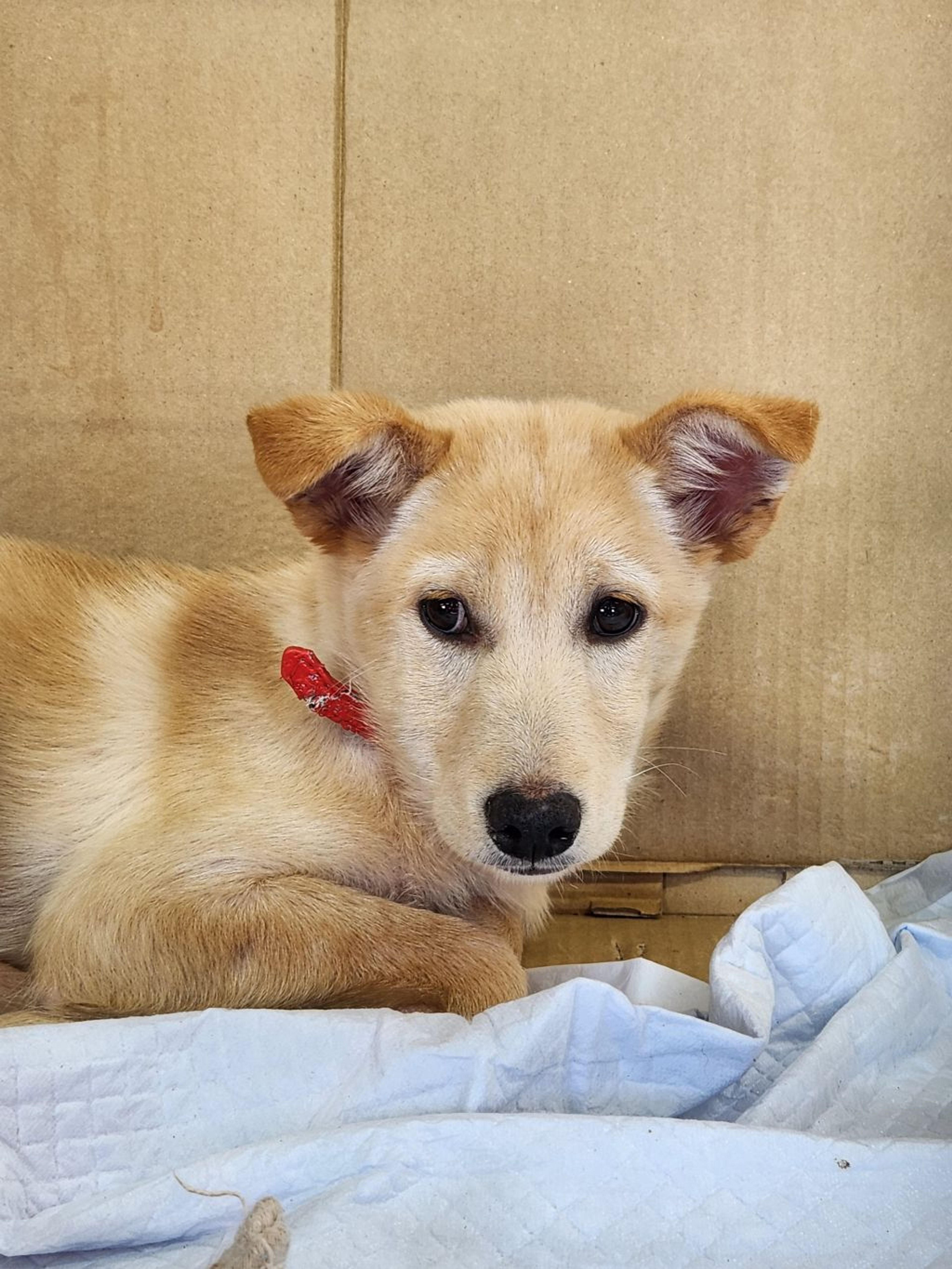 雑種（ミックス犬）・メスの里親募集の写真
