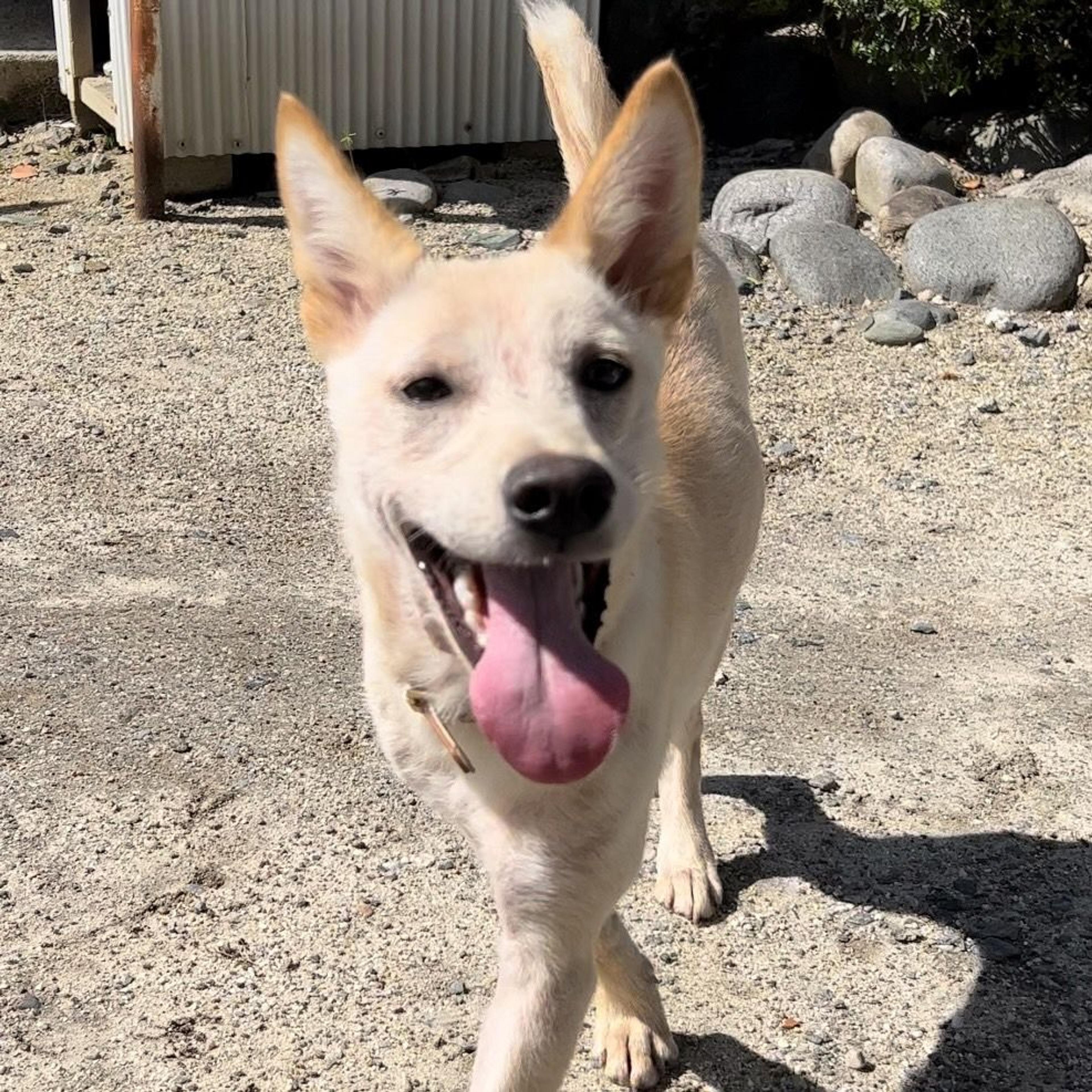 pet-image-2