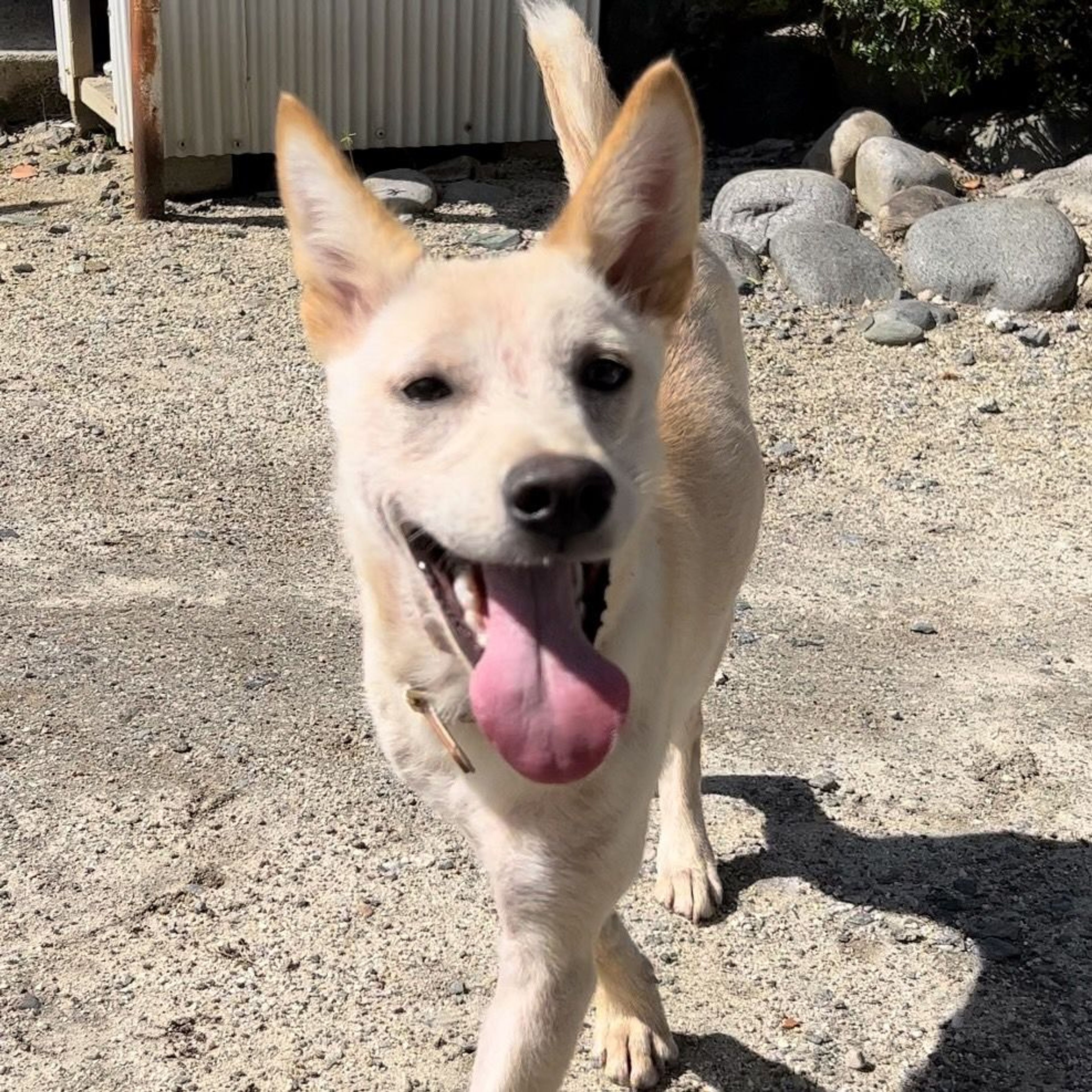 pet-image-2
