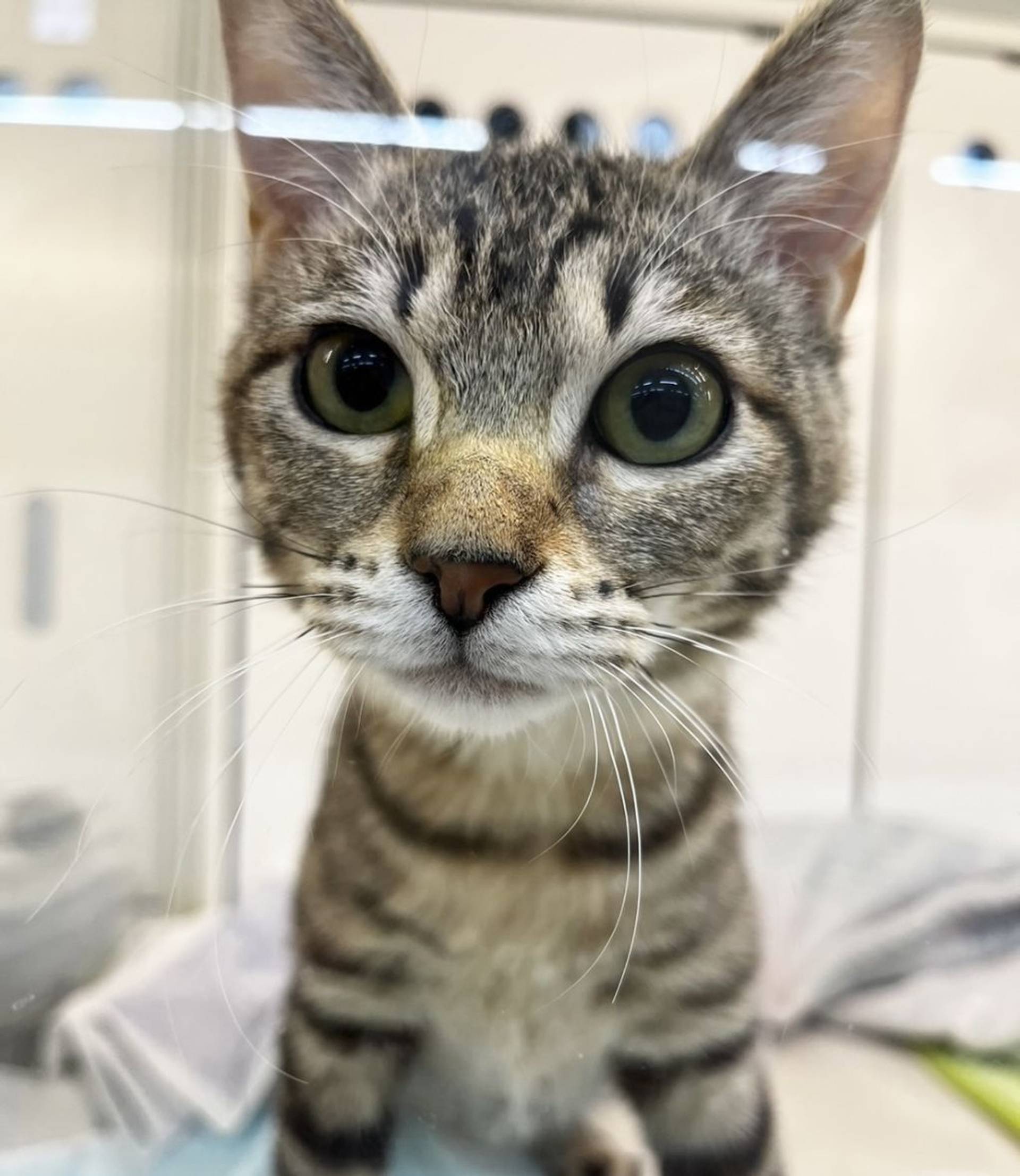 雑種（ミックス猫）・メスの里親募集の写真
