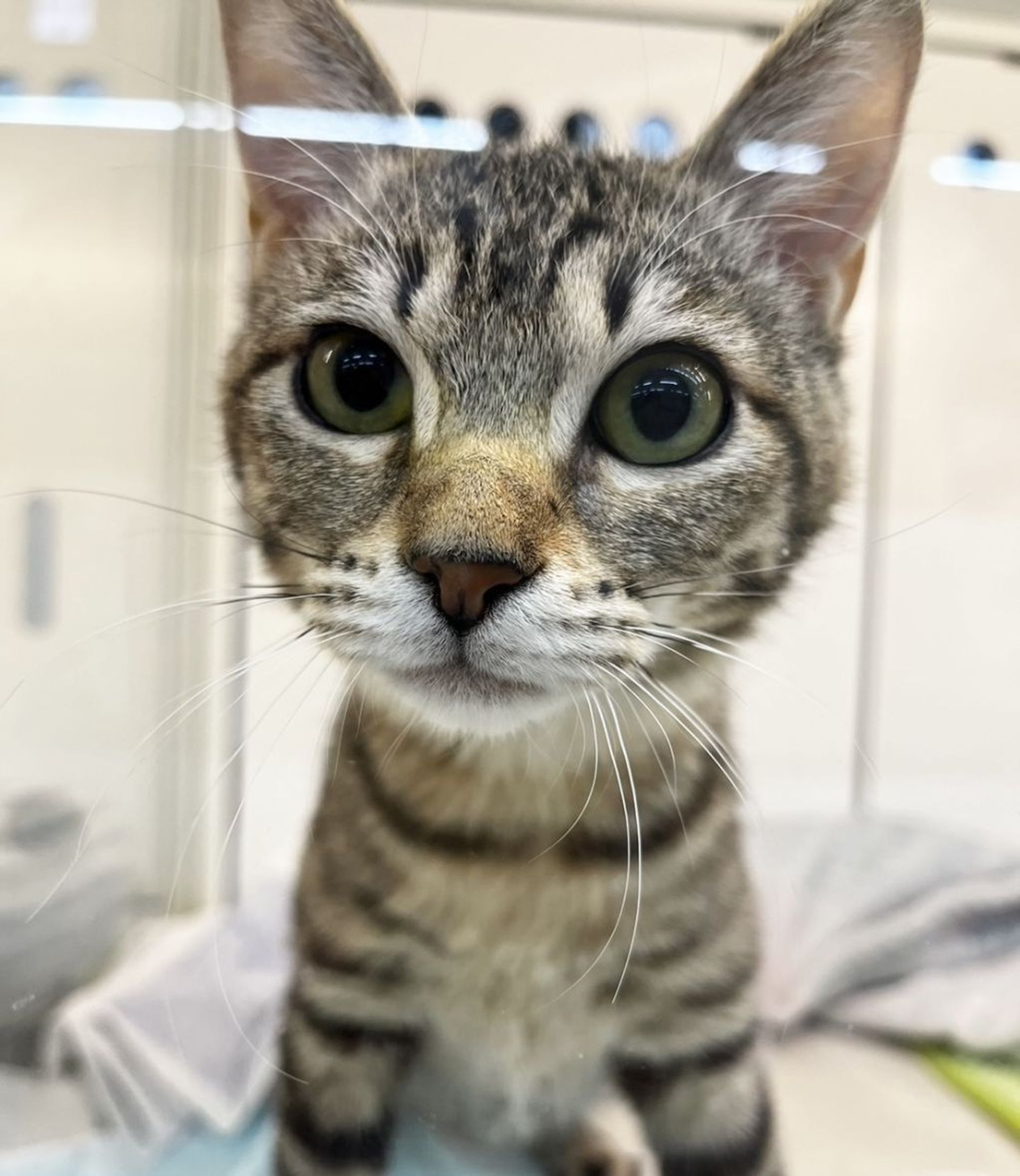 雑種（ミックス猫）・メスの里親募集の写真