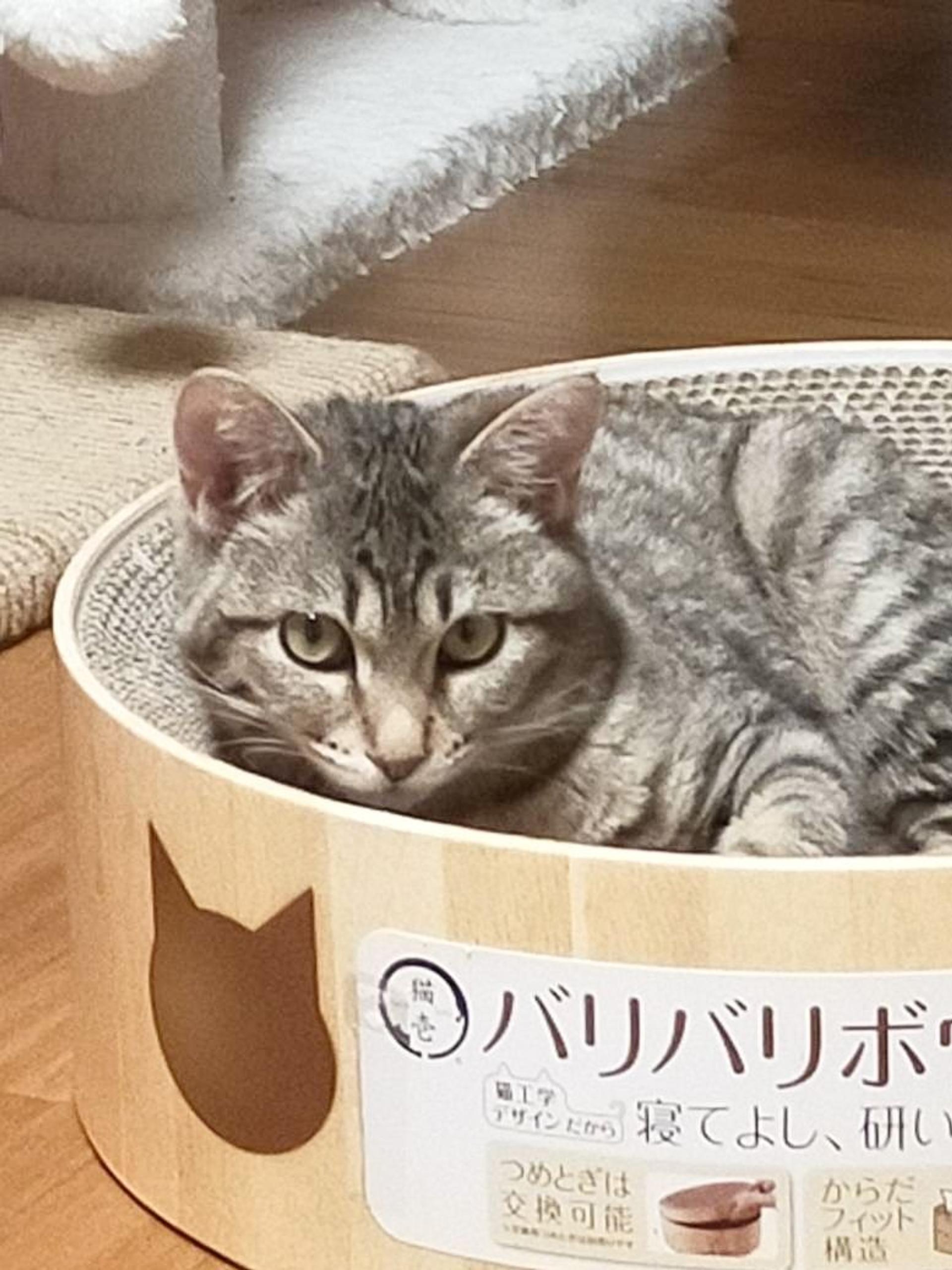 pet-image-3