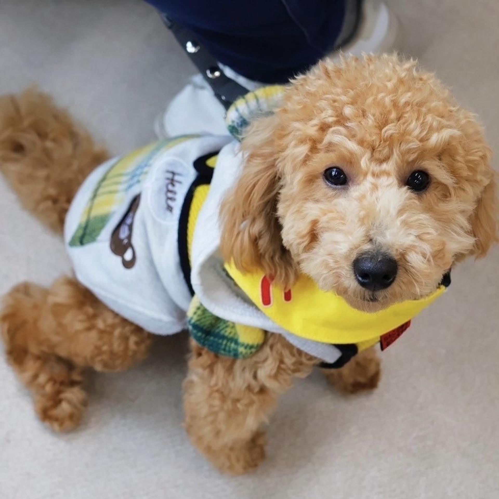 pet-image-3