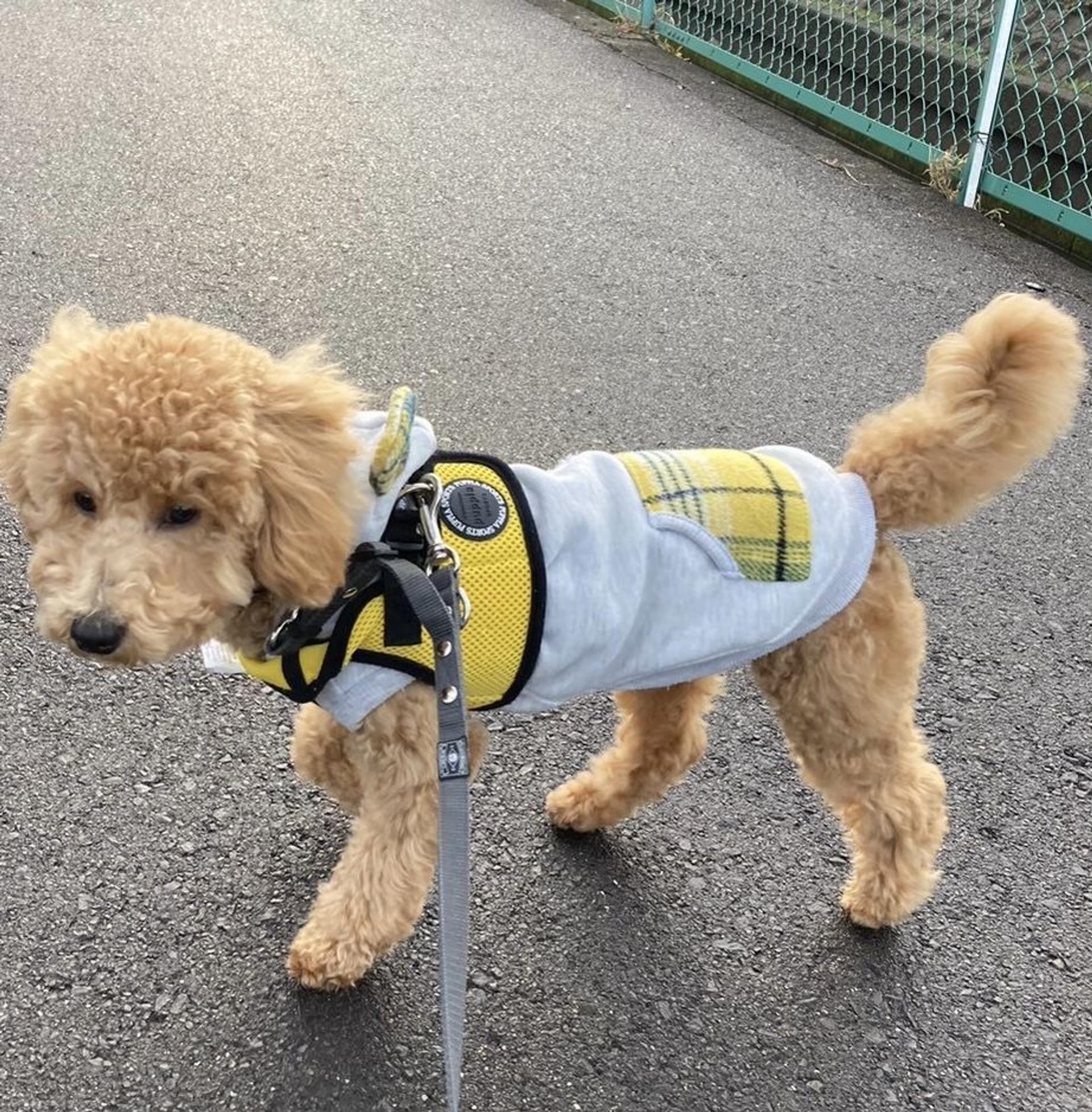 pet-image-6