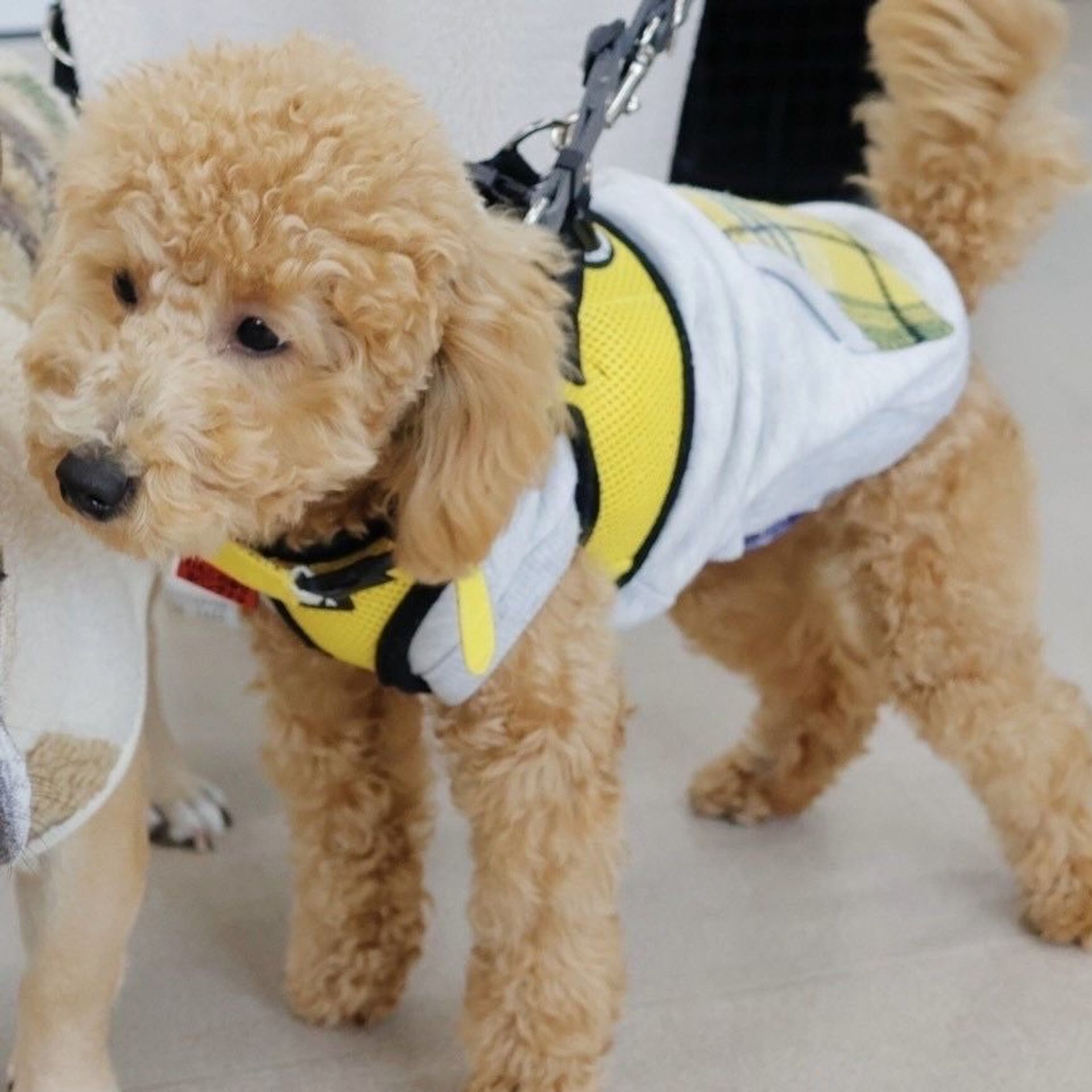 thumbnail-7