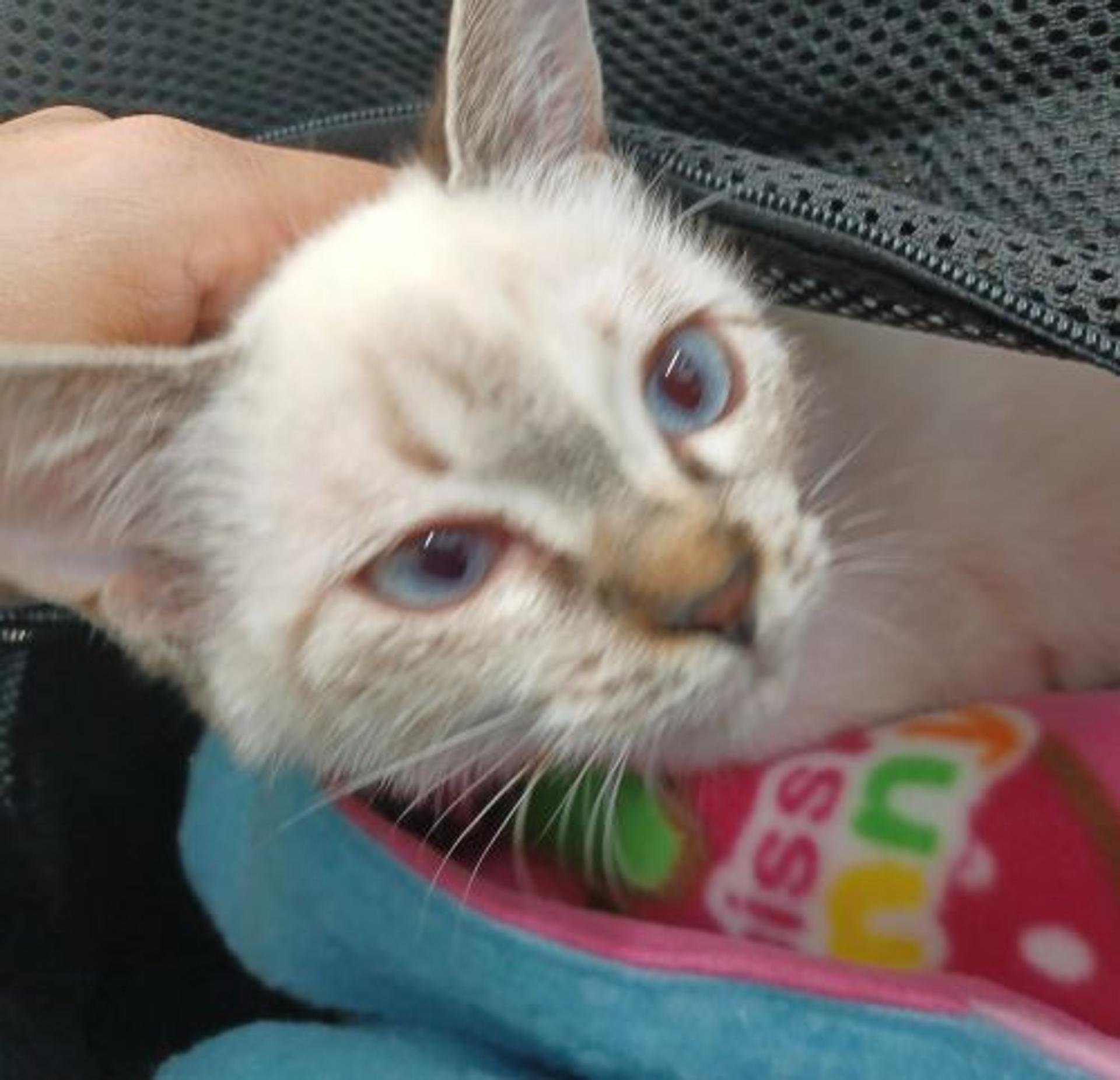 pet-image-3