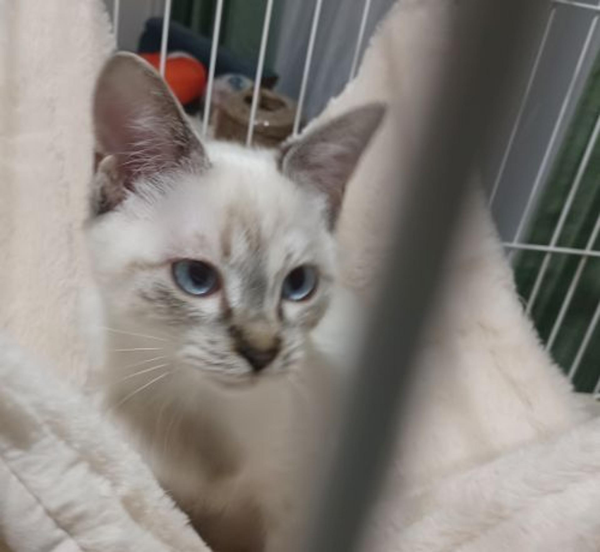 pet-image-5