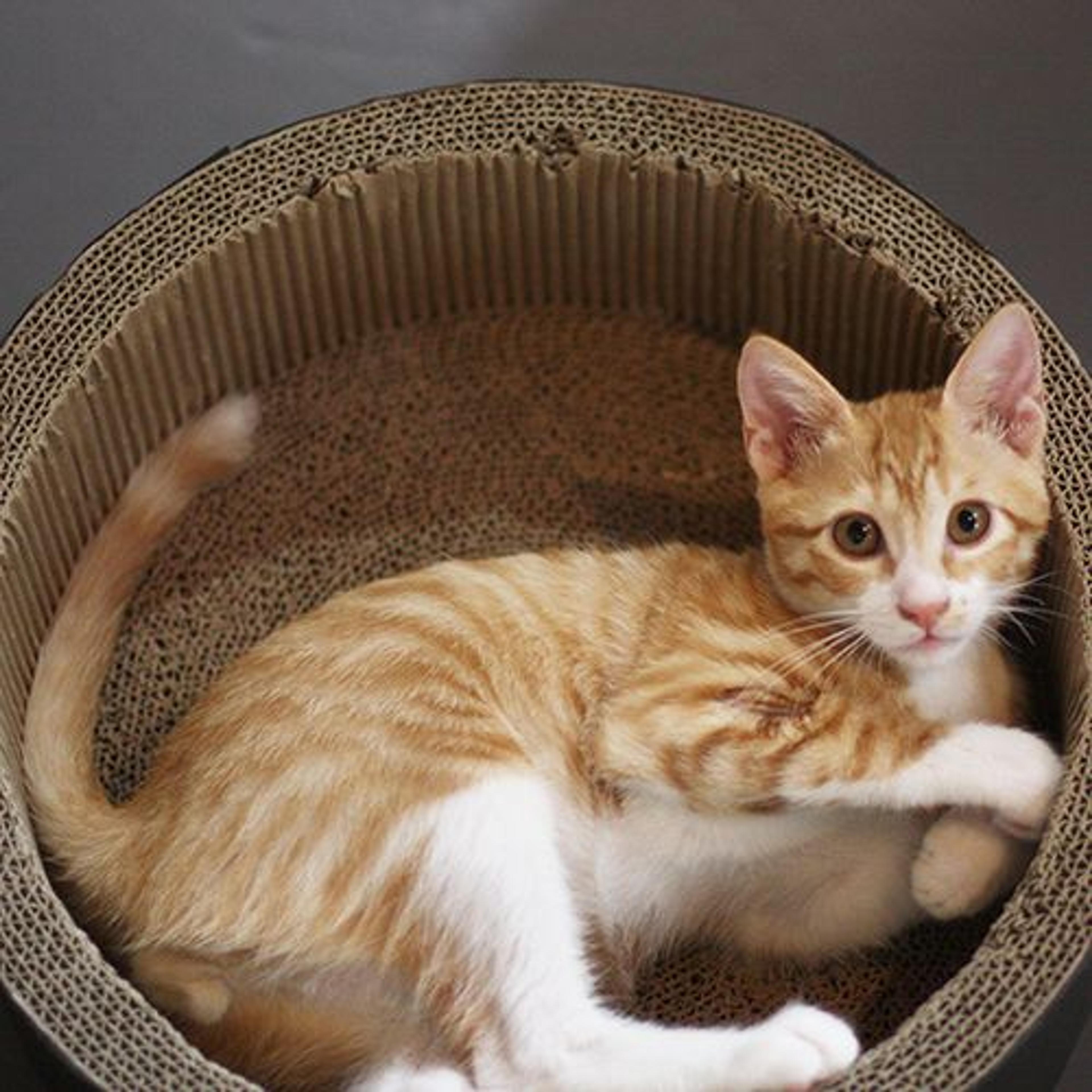 pet-image-2