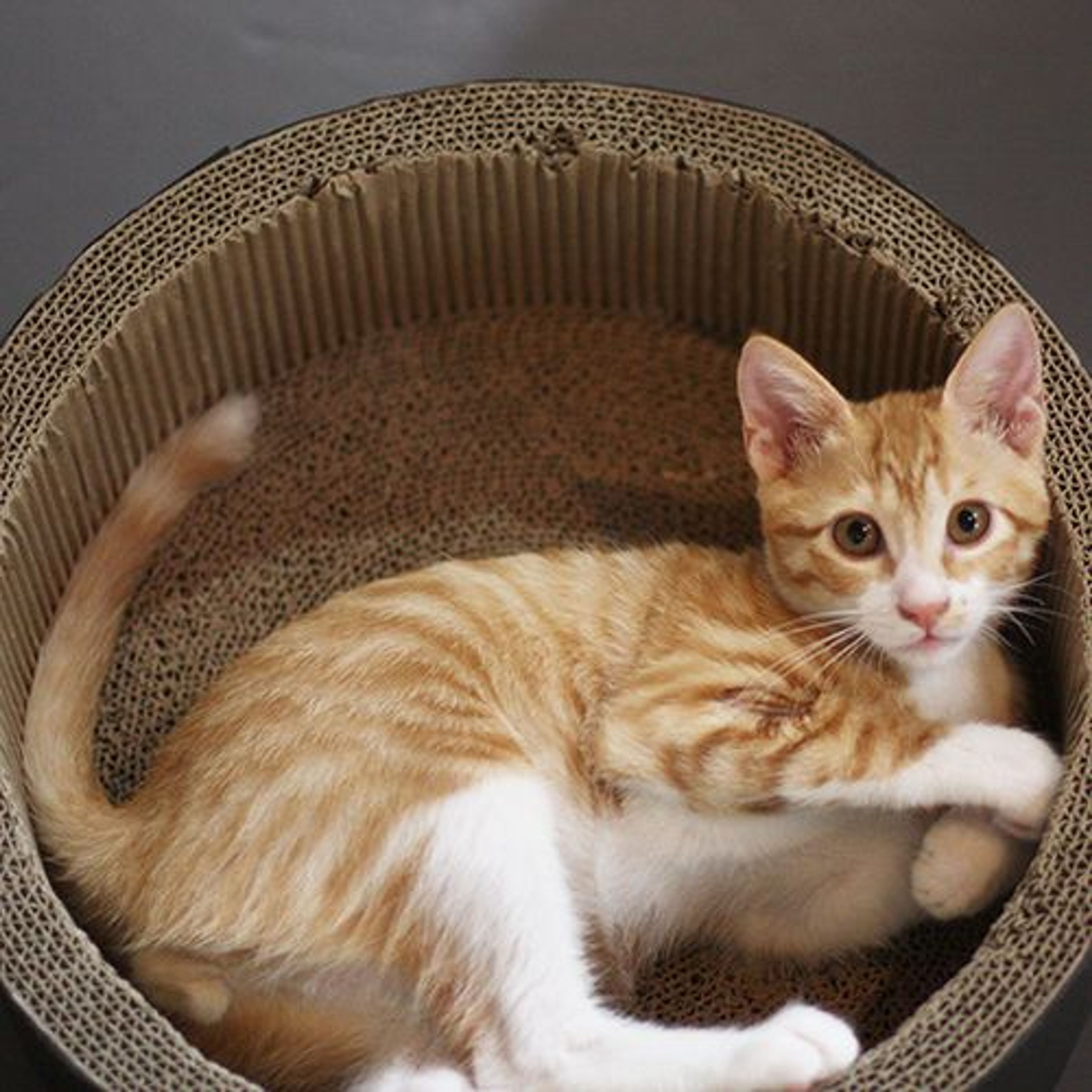 pet-image-2