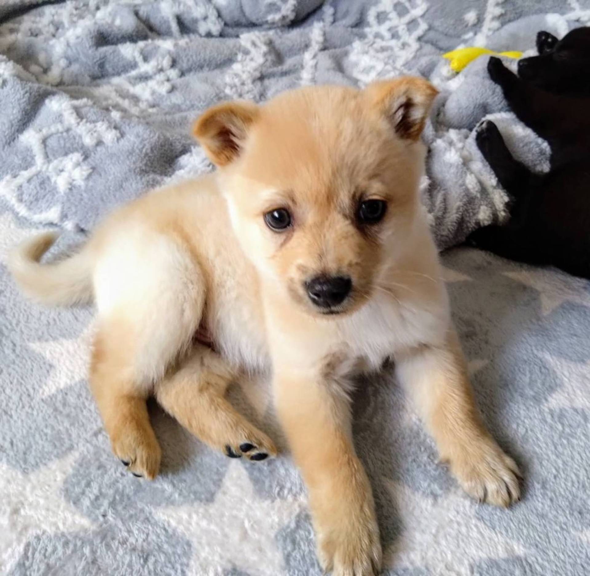 雑種（ミックス犬）・オスの里親募集の写真