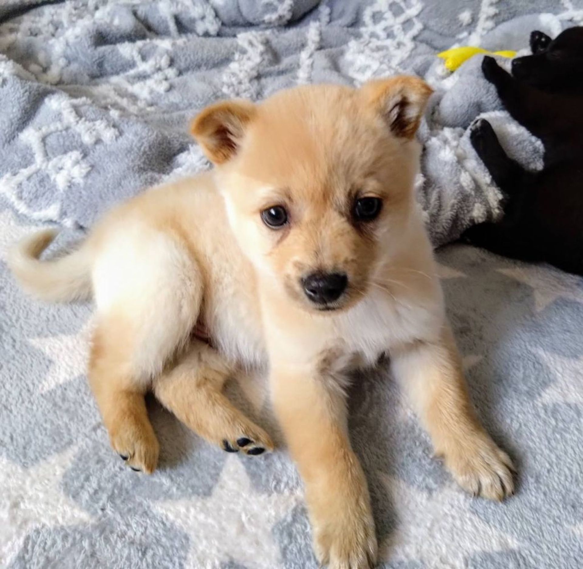 雑種（ミックス犬）・オスの里親募集の写真