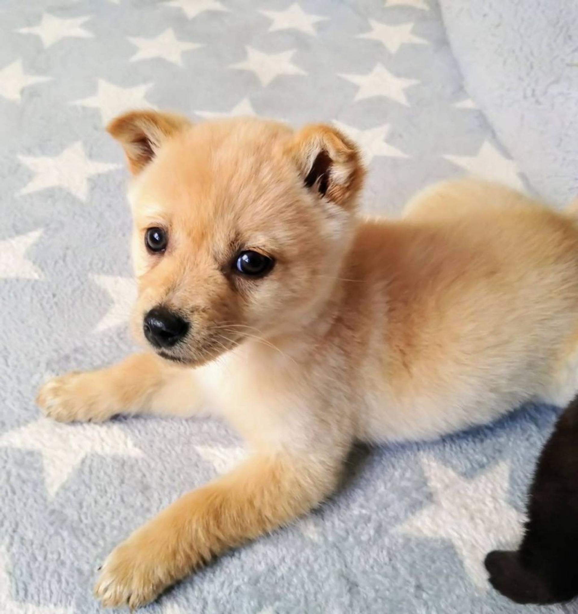 pet-image-3