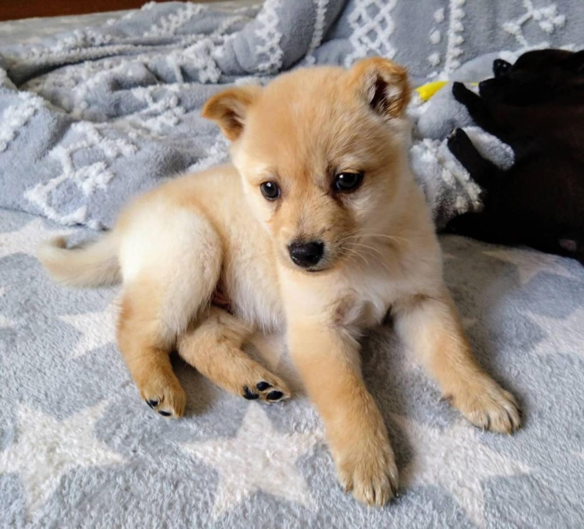 pet-image-4