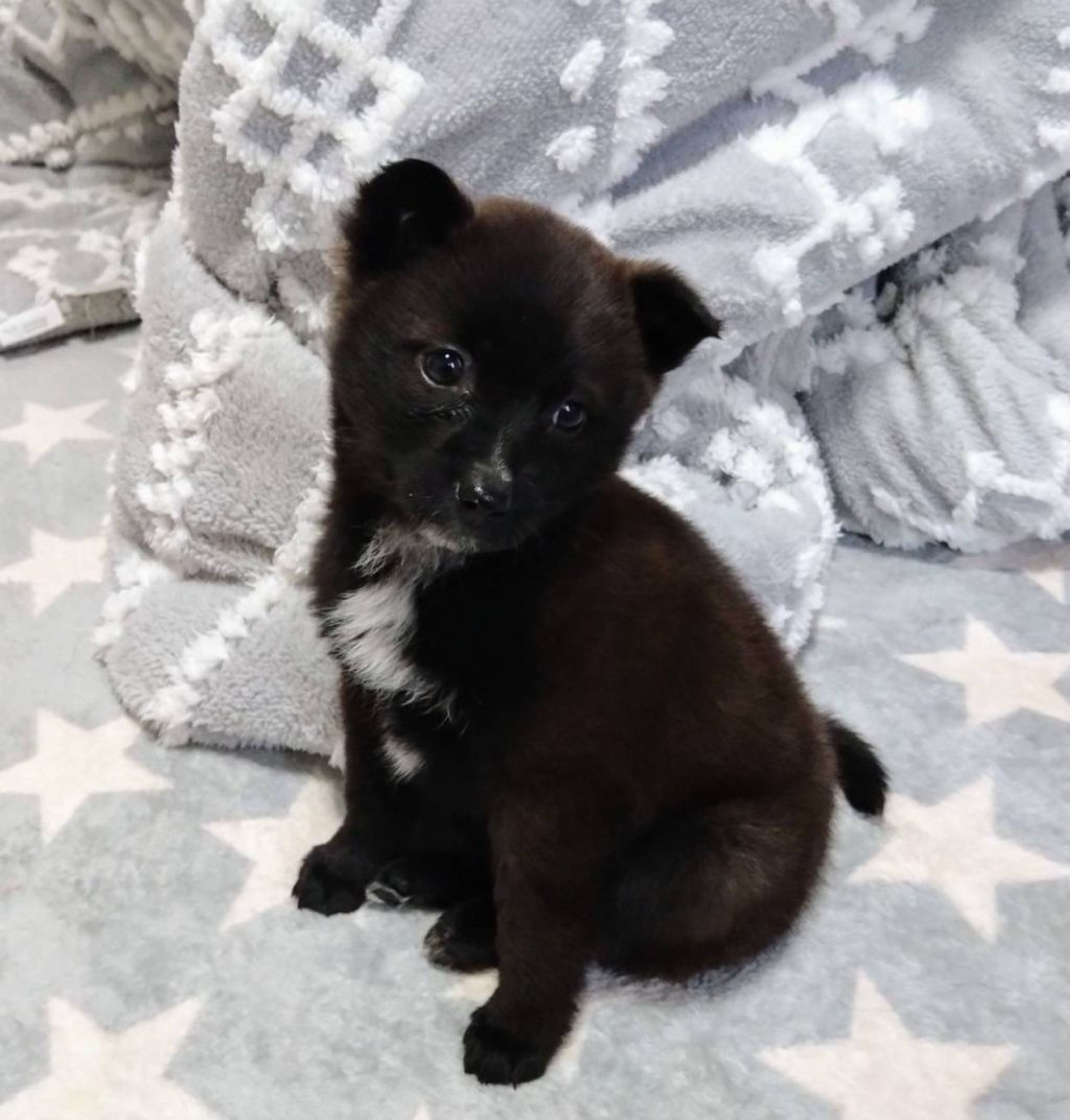 雑種（ミックス犬）・メスの里親募集の写真