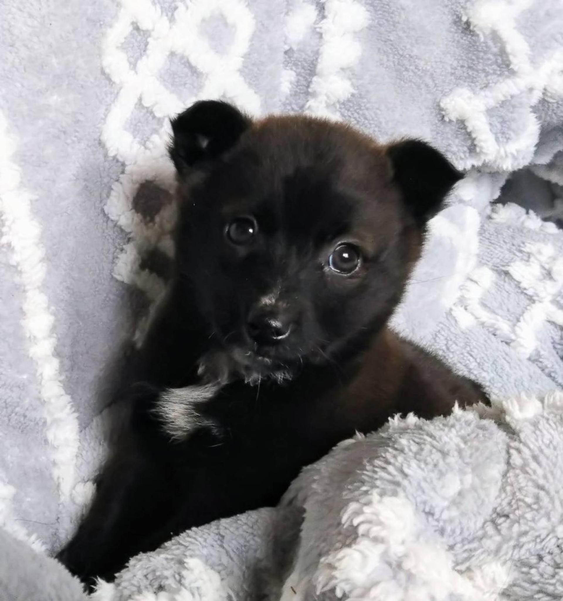 pet-image-3