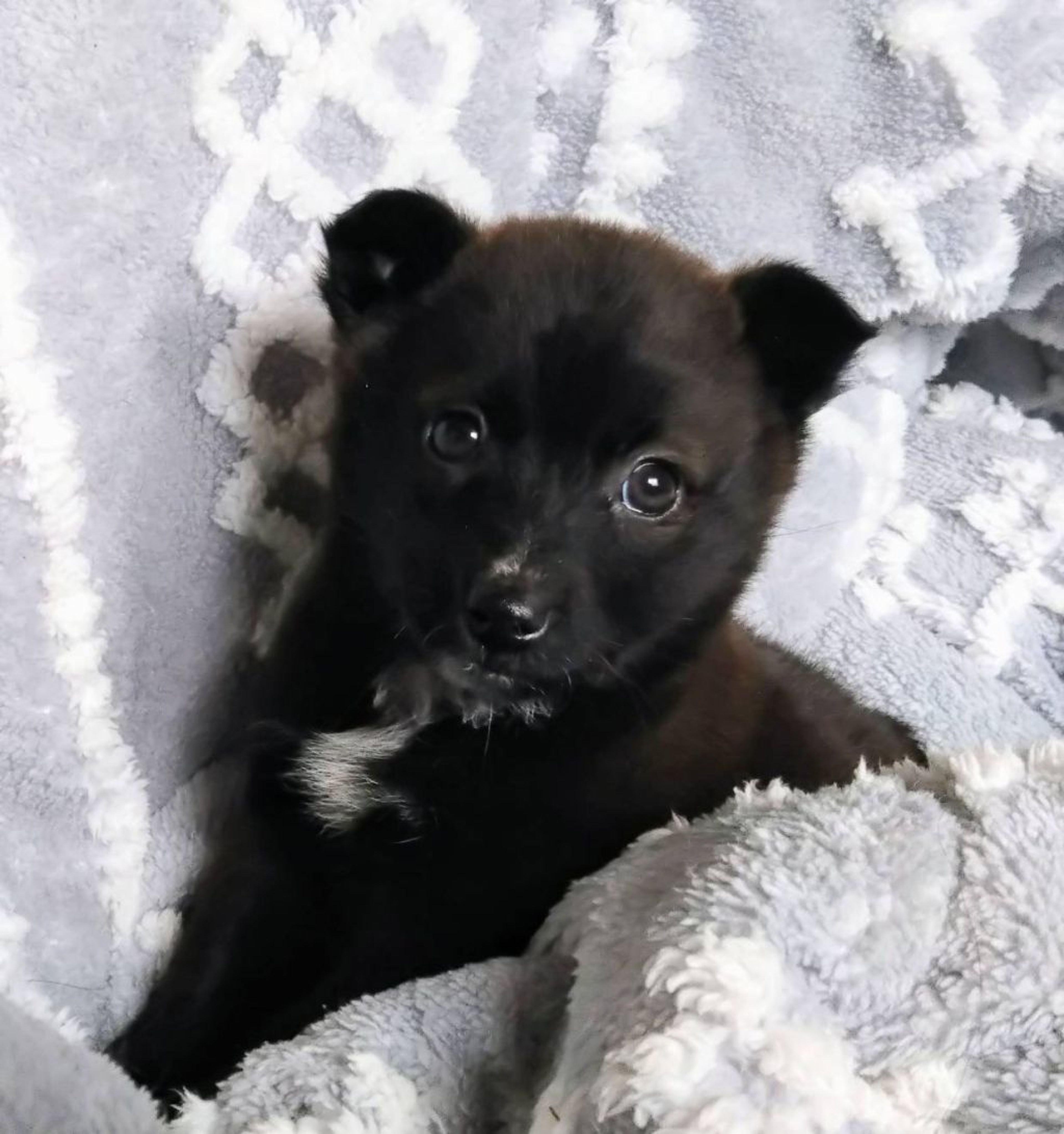 pet-image-3