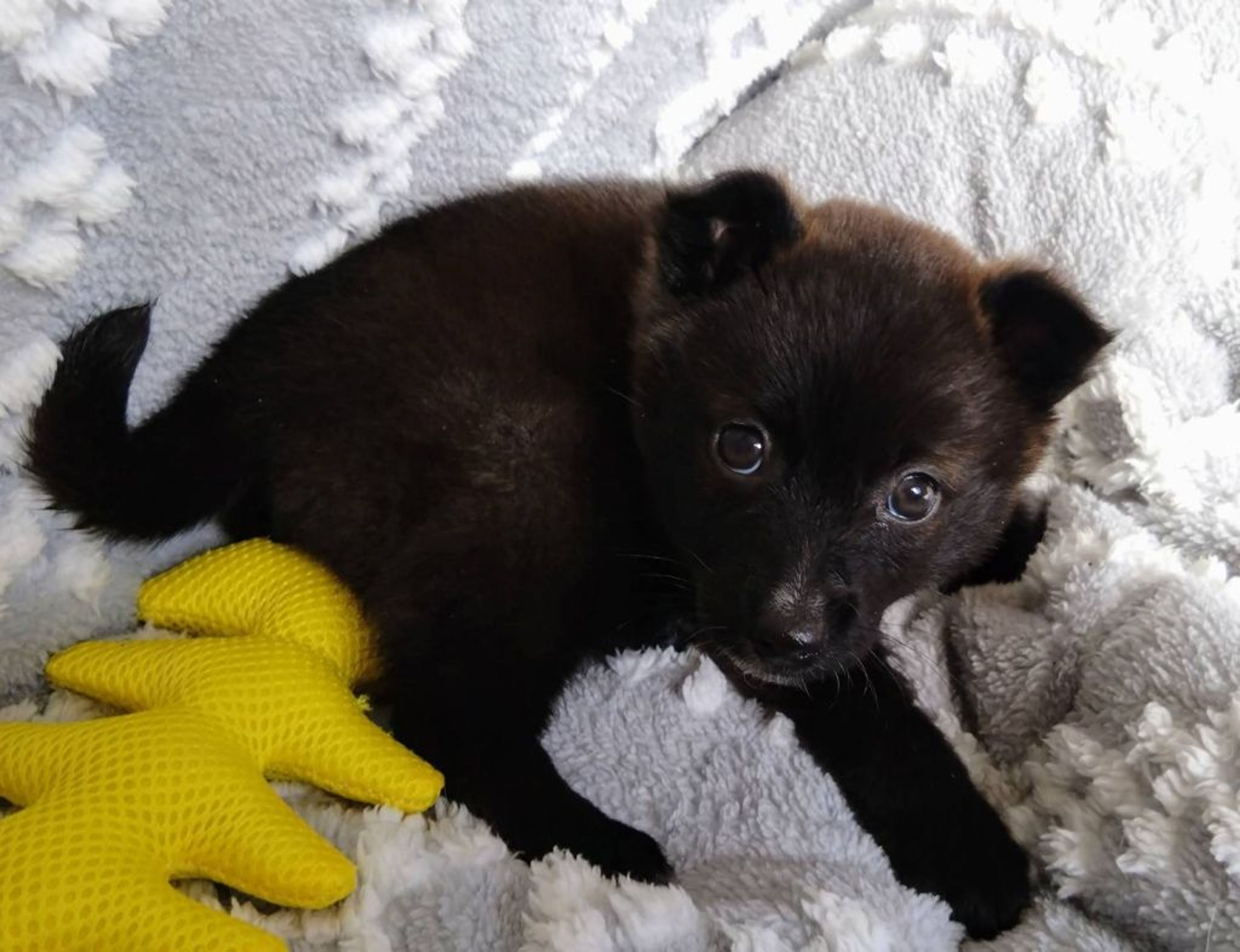 pet-image-4