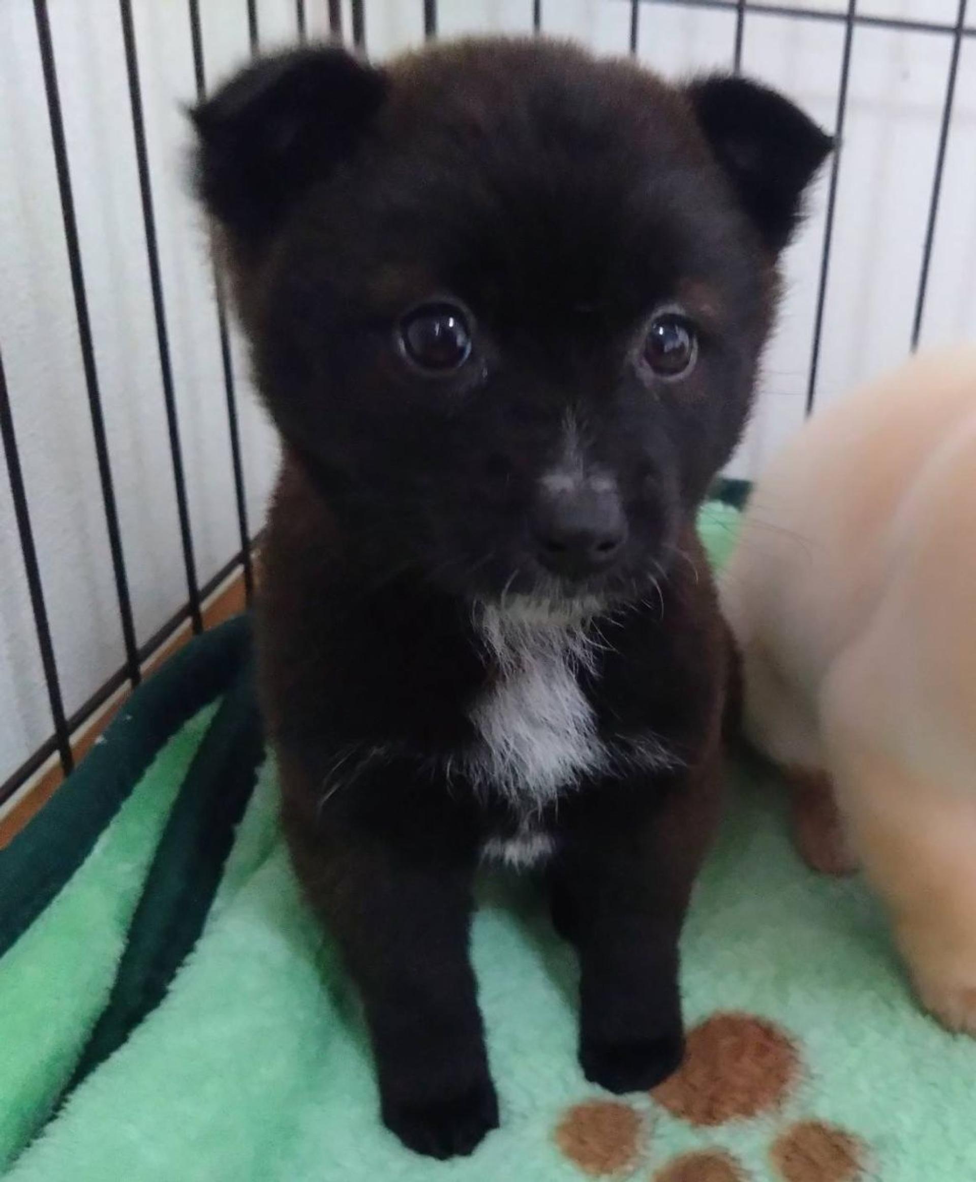 pet-image-5