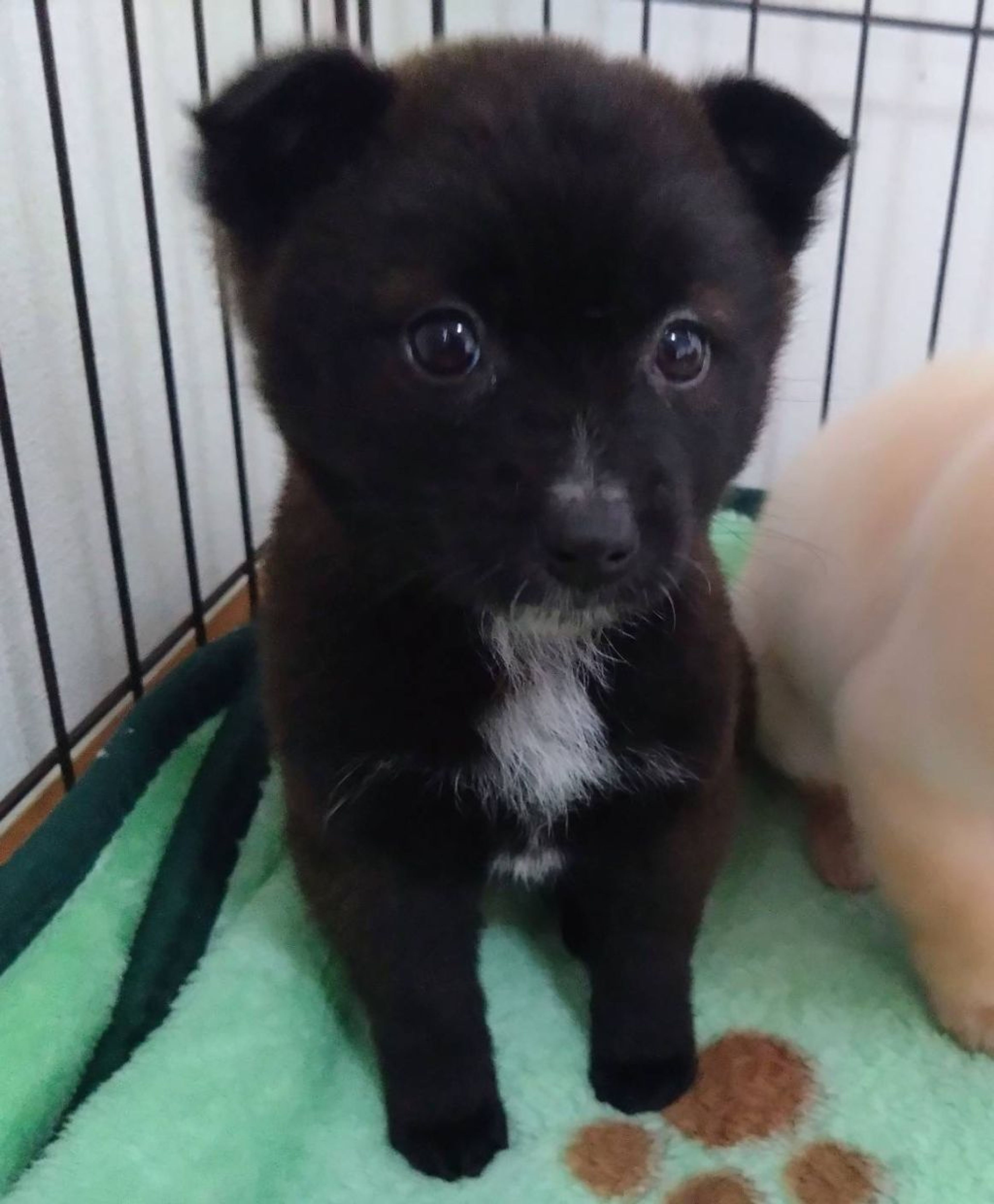 pet-image-5