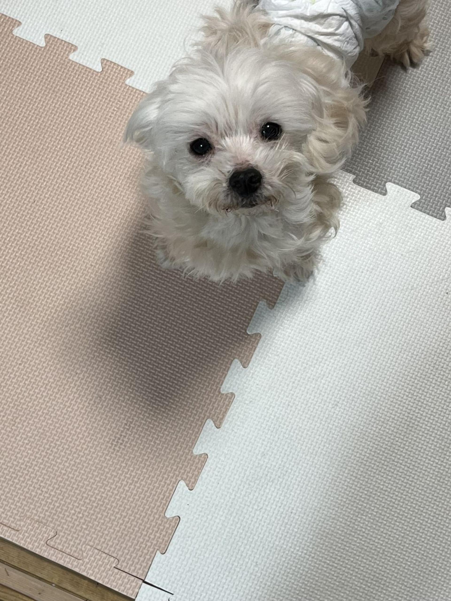 pet-image-2
