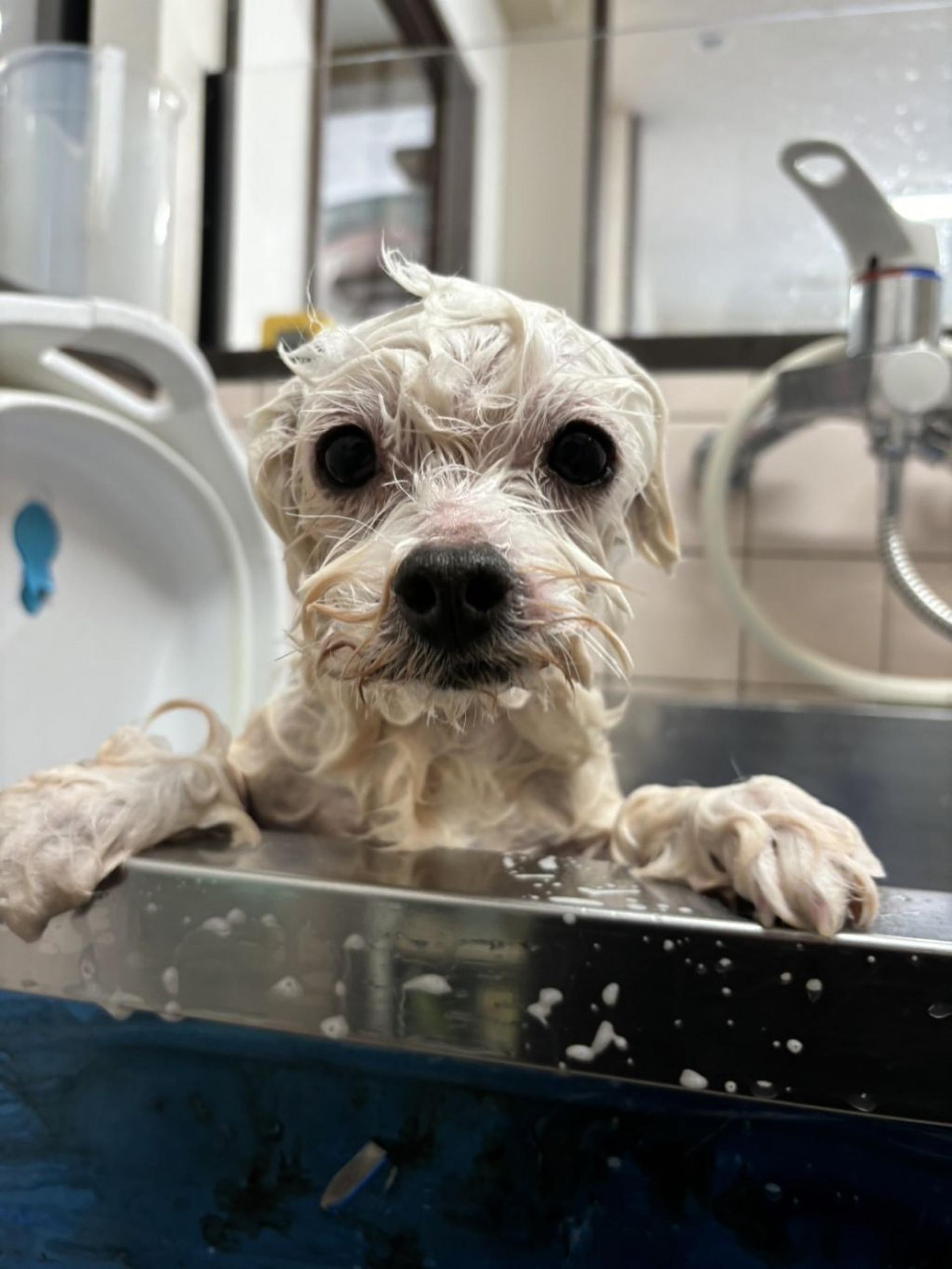 pet-image-4