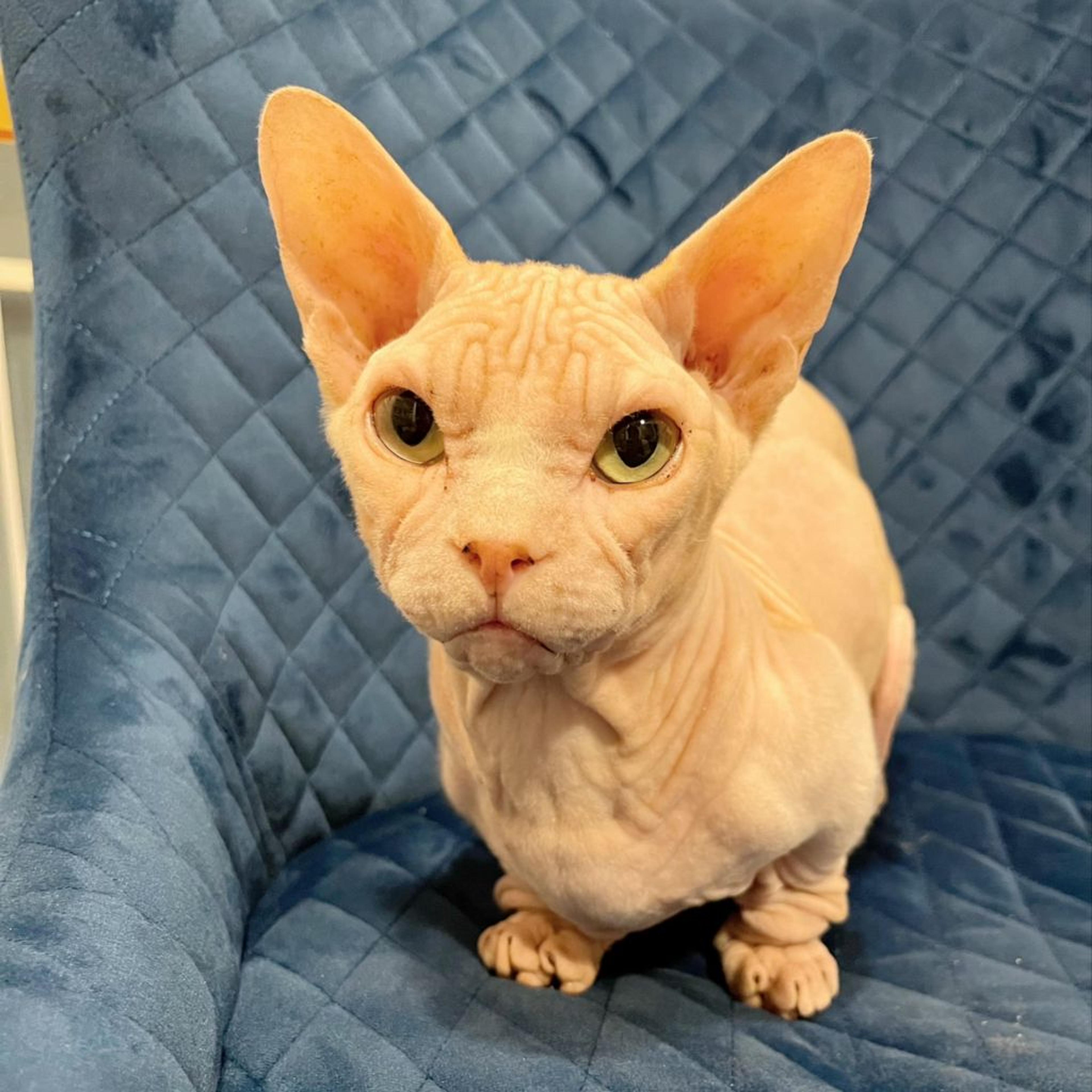 pet-image-2