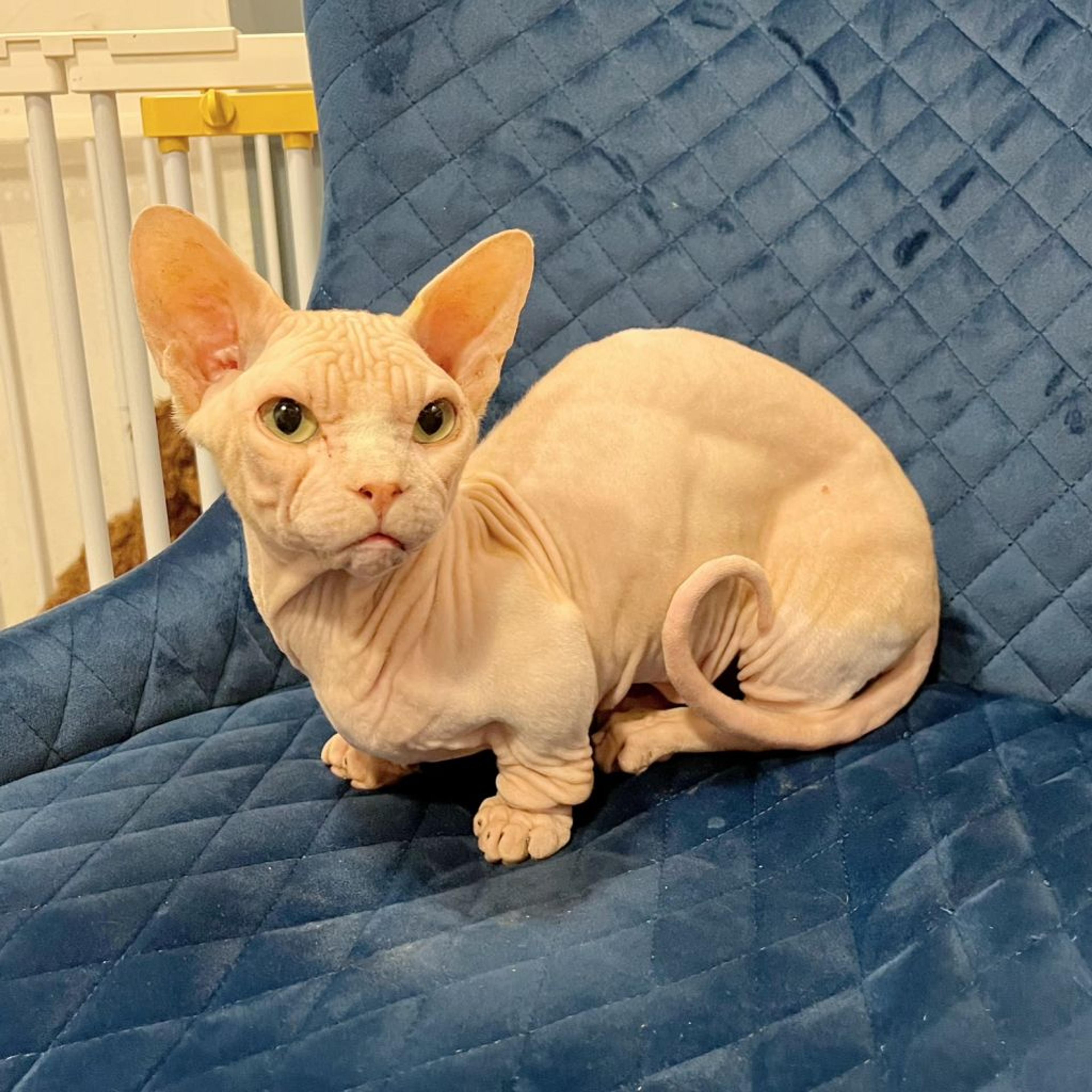 pet-image-3