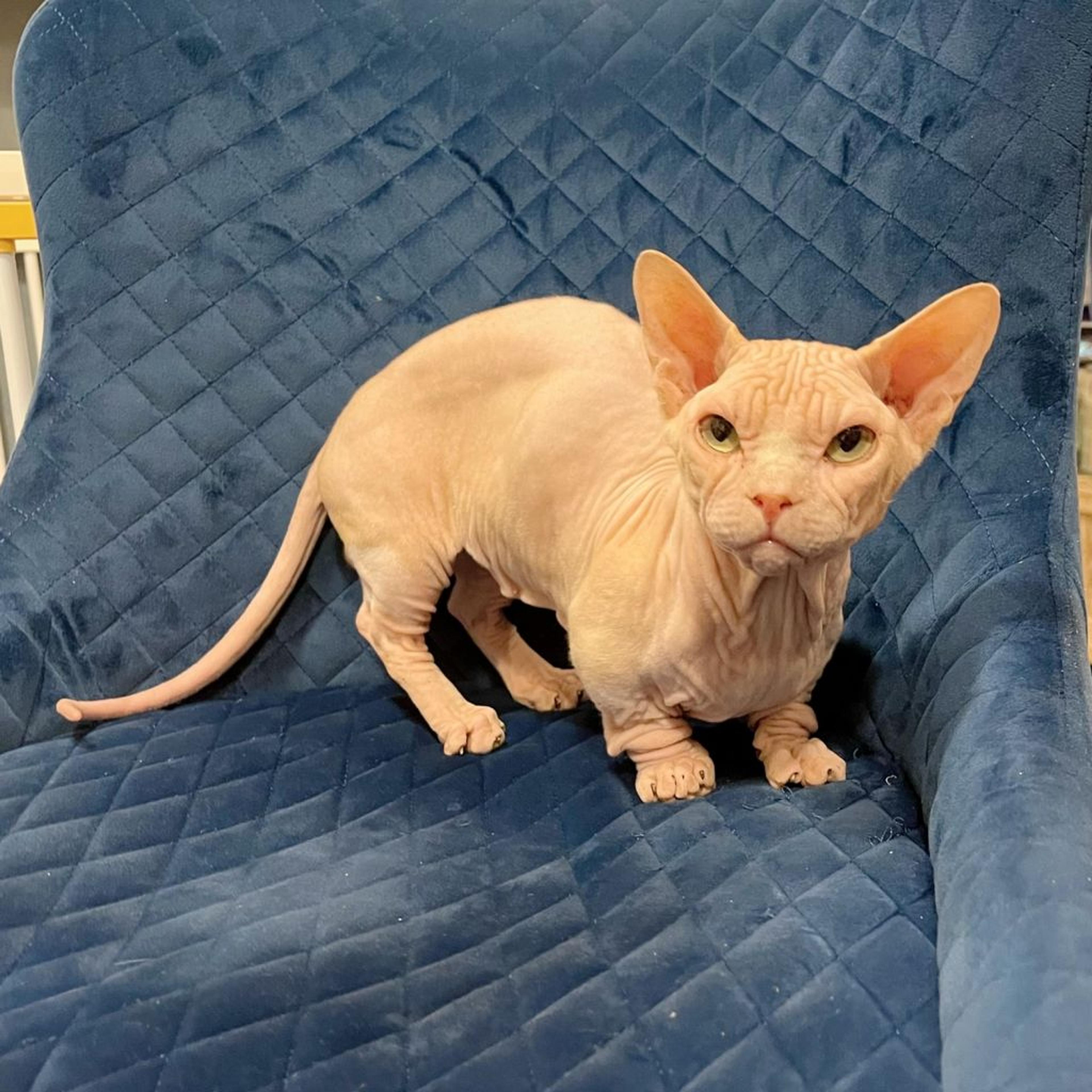 pet-image-4