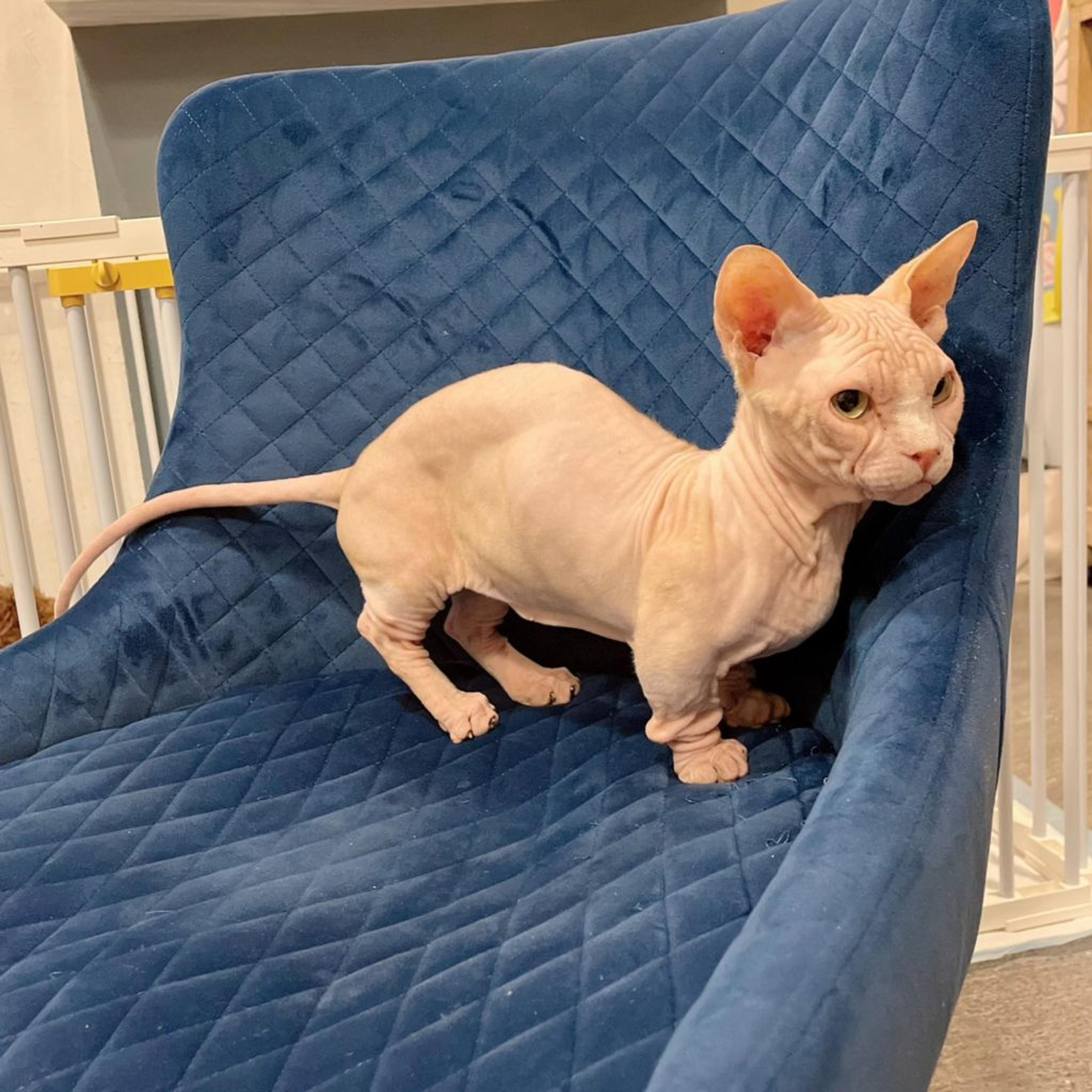 pet-image-5