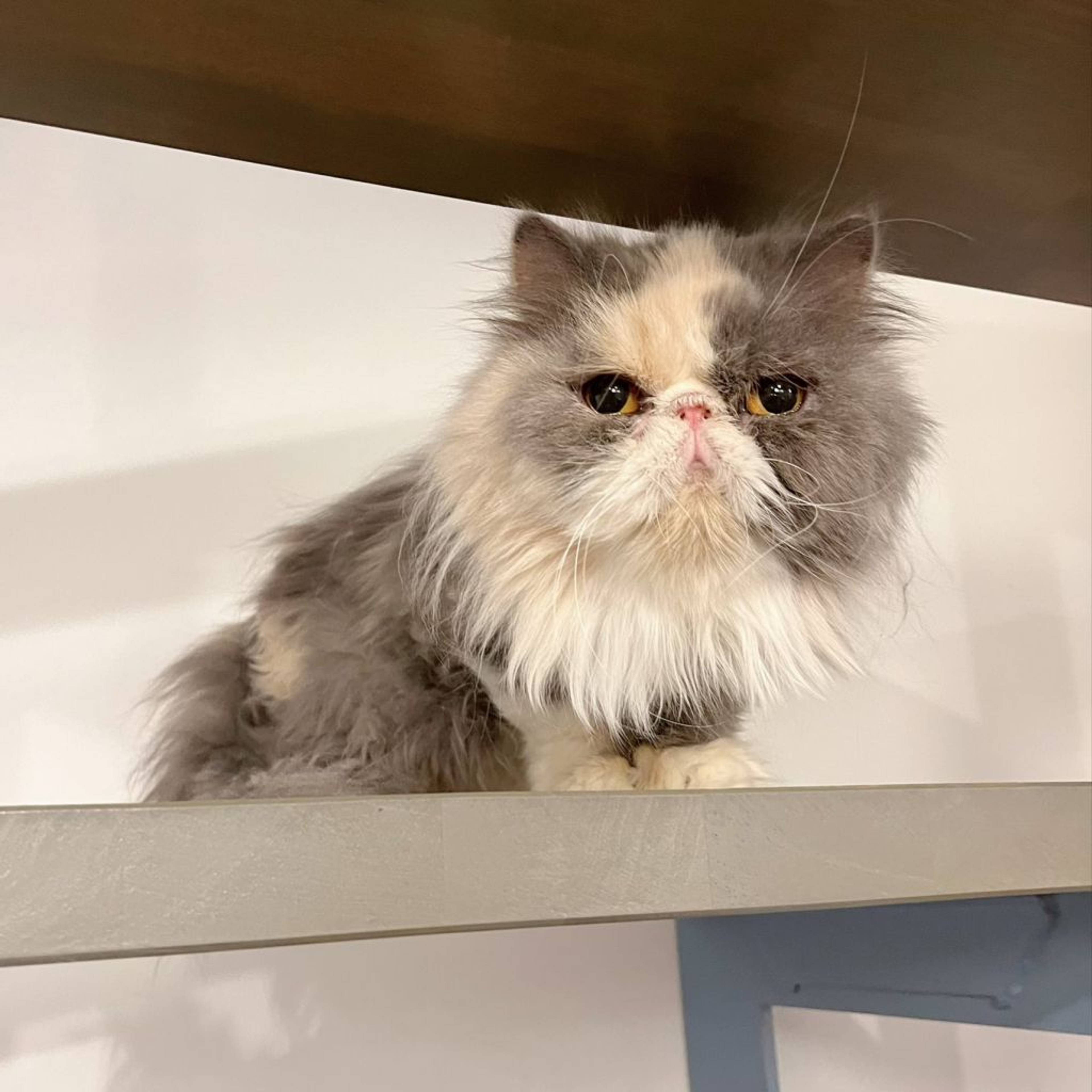 エキゾチックショートヘア・メスの里親募集の写真