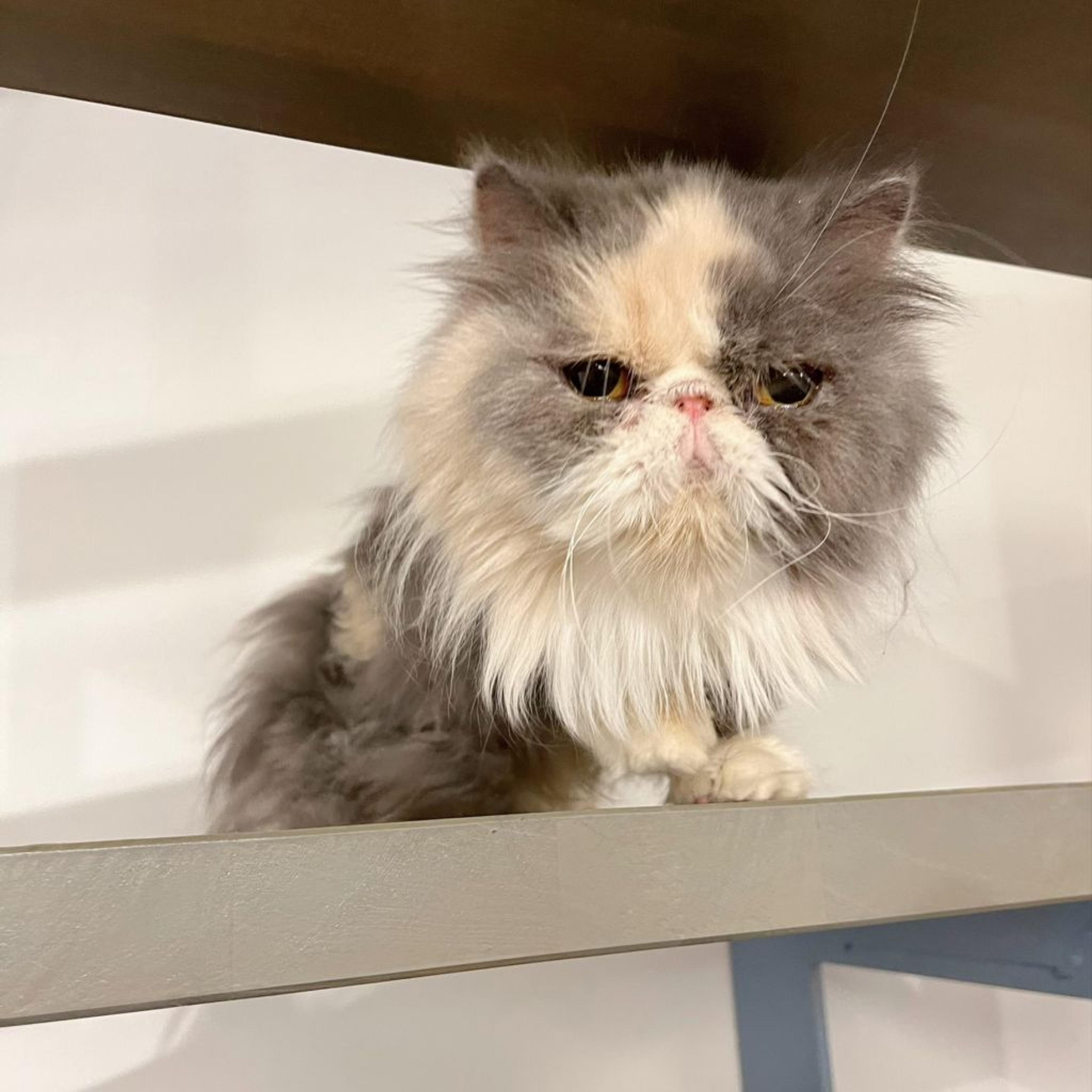 pet-image-2