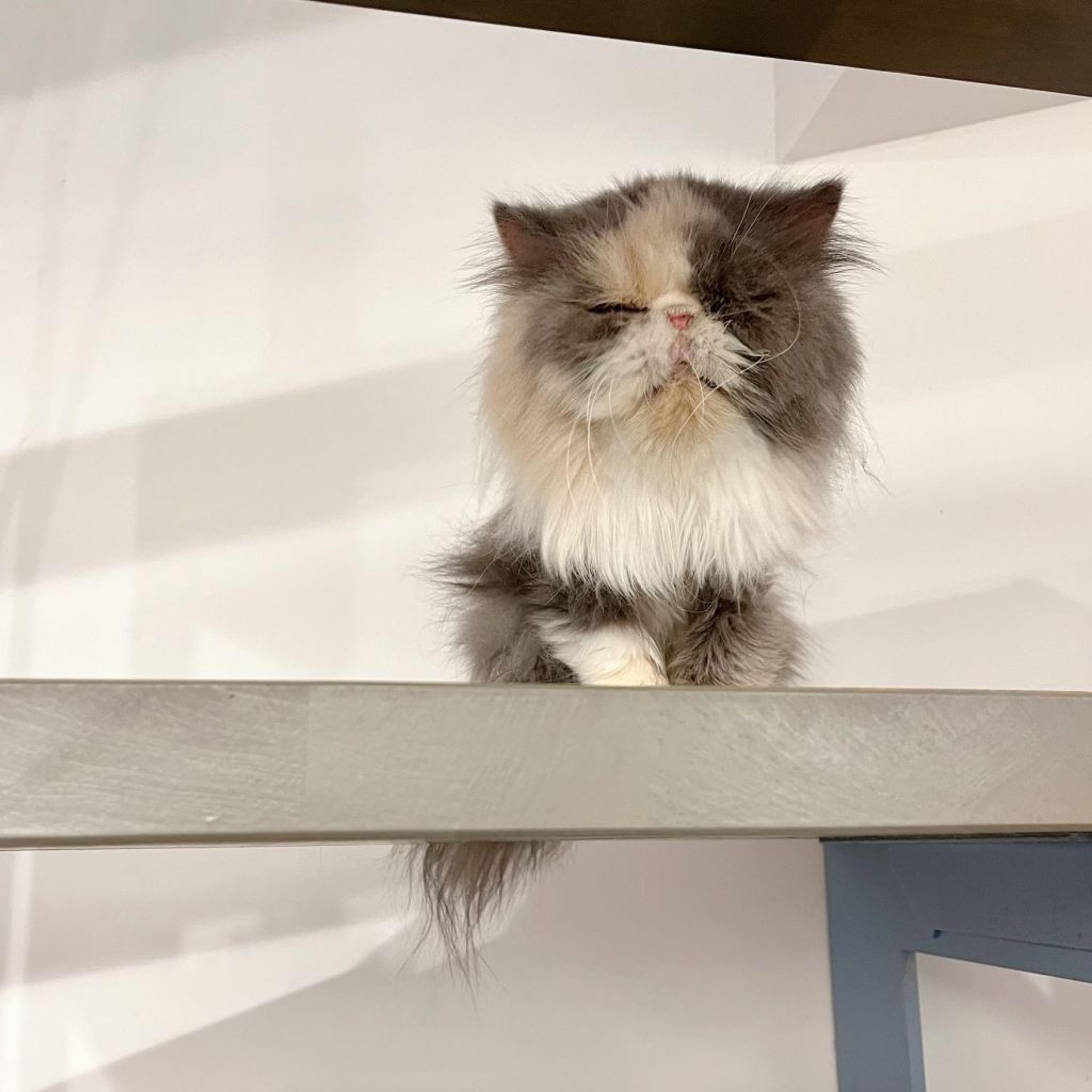 pet-image-3