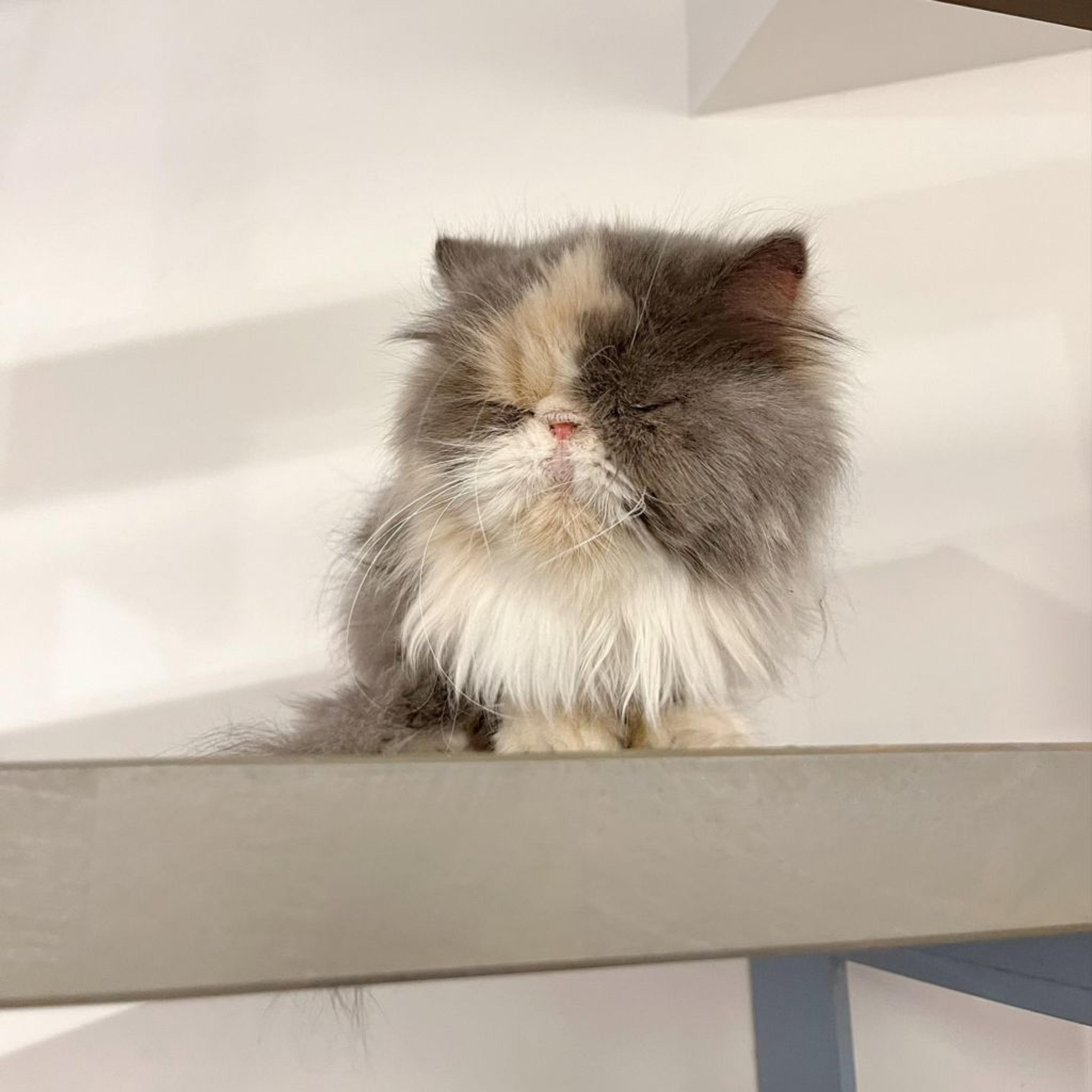 pet-image-4