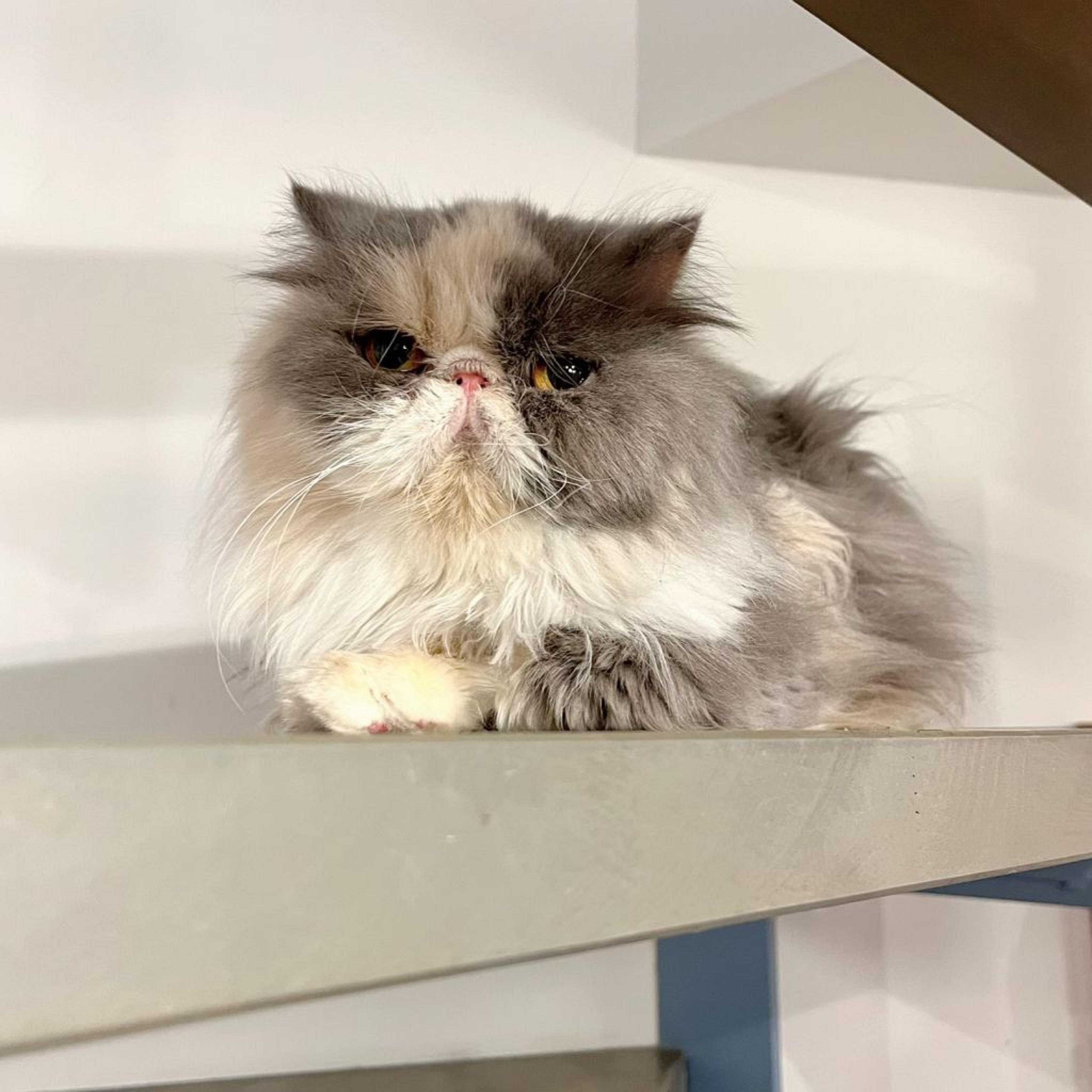pet-image-6