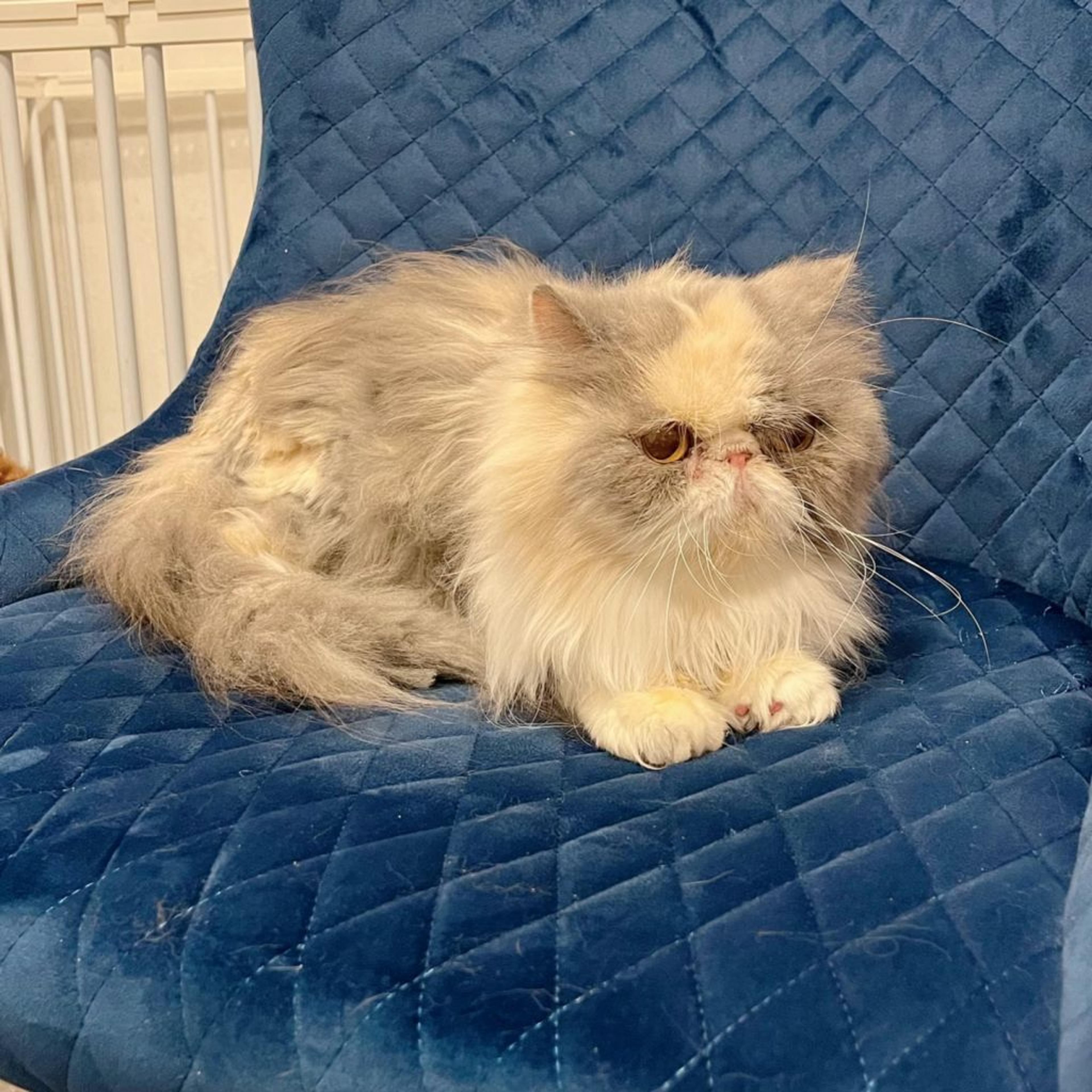 pet-image-8