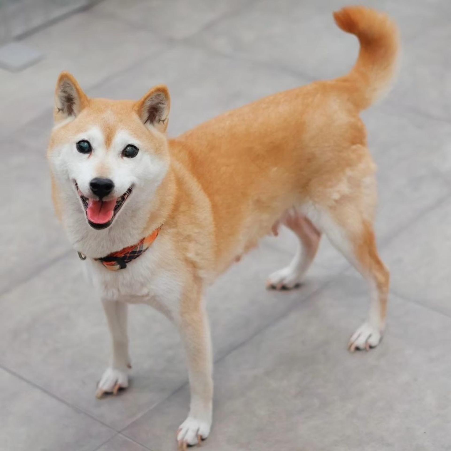 pet-image-4