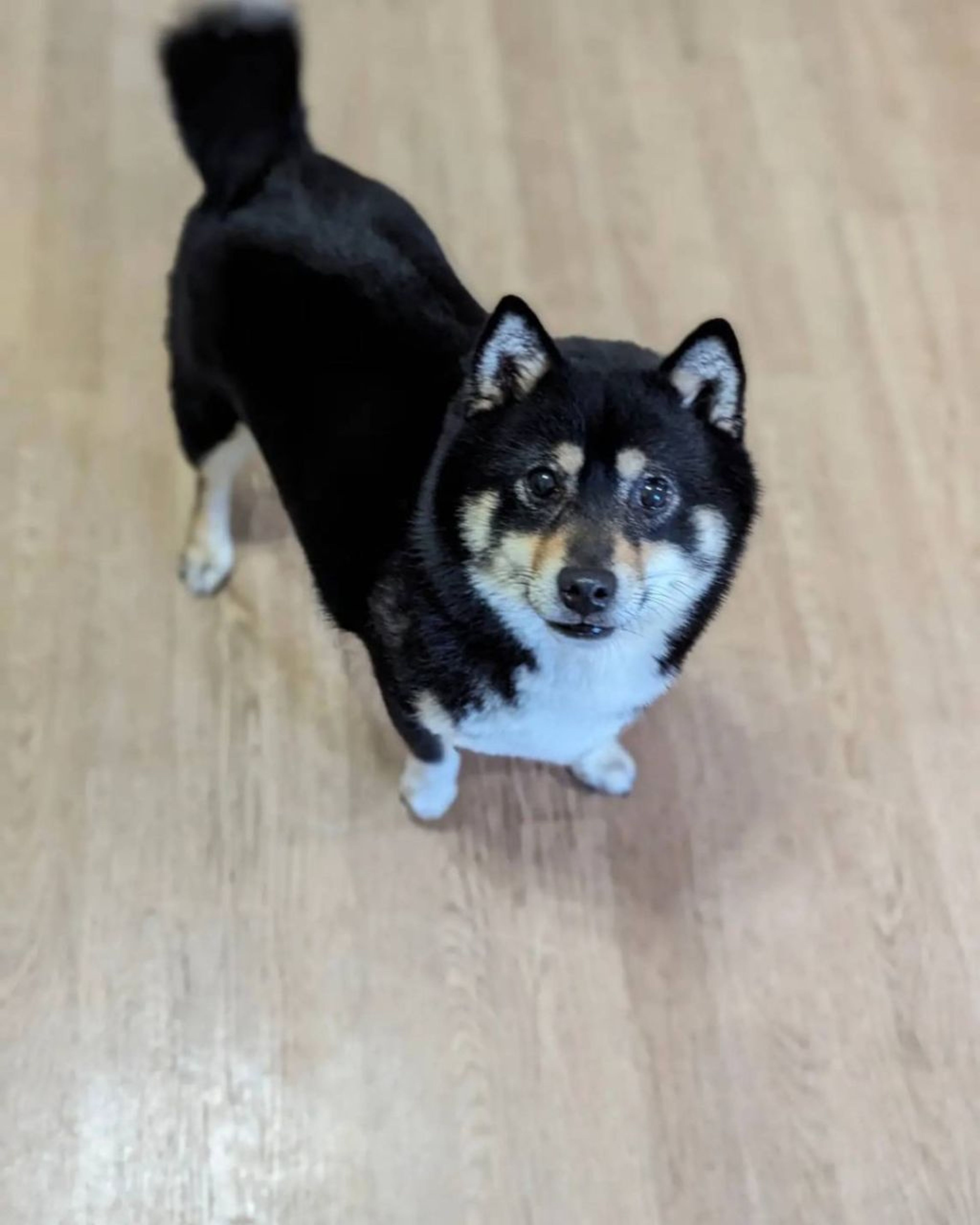 柴犬・メスの里親募集の写真